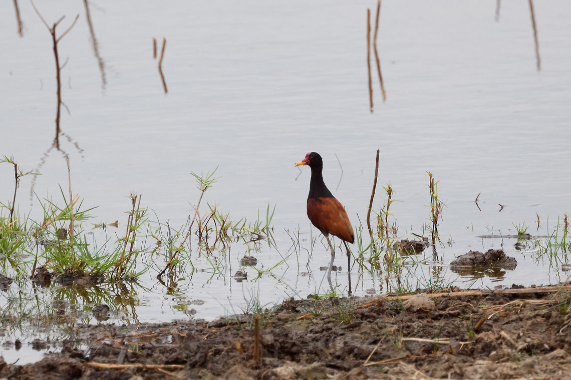 Wattled Jacana - 2, Tumaco, Colombia  Colombia,Colombia 2018,Colombia South,Jacana jacana,South America,Tumaco,Wattled Jacana,World