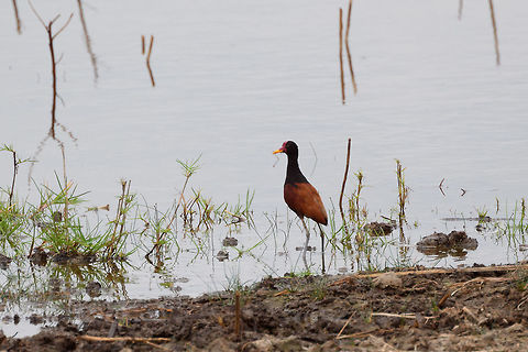Wattled Jacana - 2, Tumaco, Colombia  Colombia,Colombia 2018,Colombia South,Jacana jacana,South America,Tumaco,Wattled Jacana,World