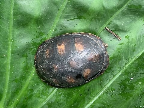 White-lipped mud turtle - top, Tumaco, Colombia Smartphone photo. Colombia,Colombia 2018,Colombia South,Fall,Geotagged,Kinosternon leucostomum,White-lipped mud turtle