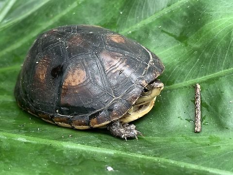 White-lipped mud turtle - side, Tumaco, Colombia Smartphone photo. Colombia,Colombia 2018,Colombia South,Fall,Geotagged,Kinosternon leucostomum,White-lipped mud turtle