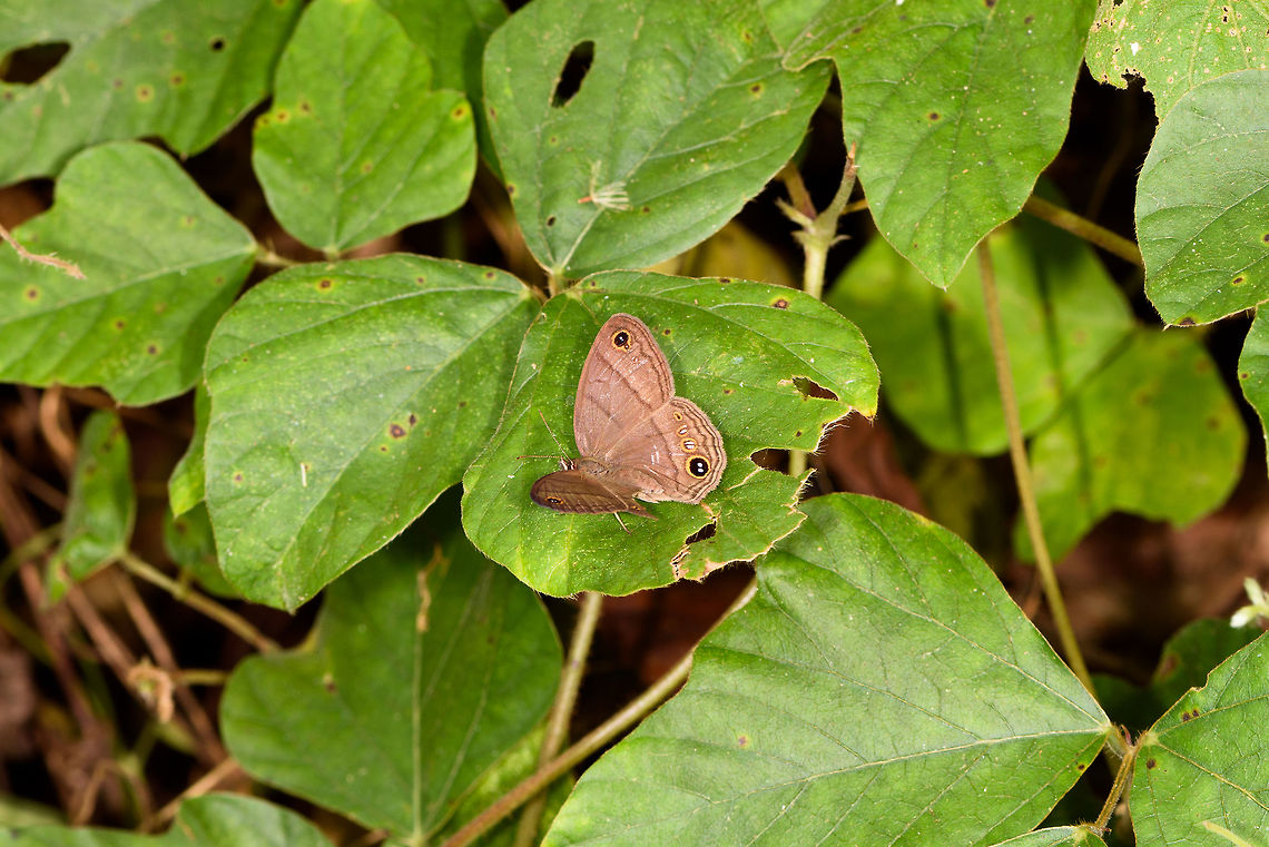 Euptychoides | Euptychiina, Tumaco, Colombia  Colombia,Colombia 2018,Colombia South,South America,Tumaco,World