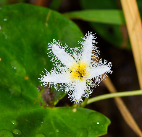 Water Snowflake, Tumaco, Colombia  Colombia,Colombia 2018,Colombia South,Nymphoides indica,South America,Tumaco,Water Snowflake,World