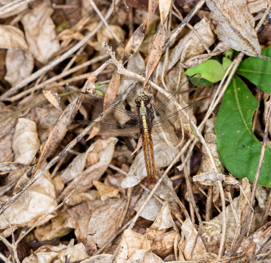 Shiny Dragonfly, Tumaco, Colombia  Colombia,Colombia 2018,Colombia South,South America,Tumaco,World