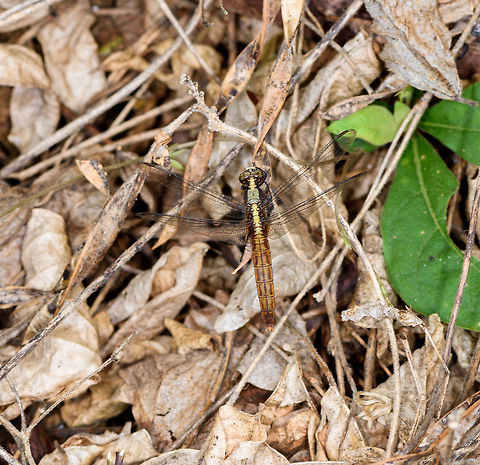 Shiny Dragonfly, Tumaco, Colombia  Colombia,Colombia 2018,Colombia South,South America,Tumaco,World