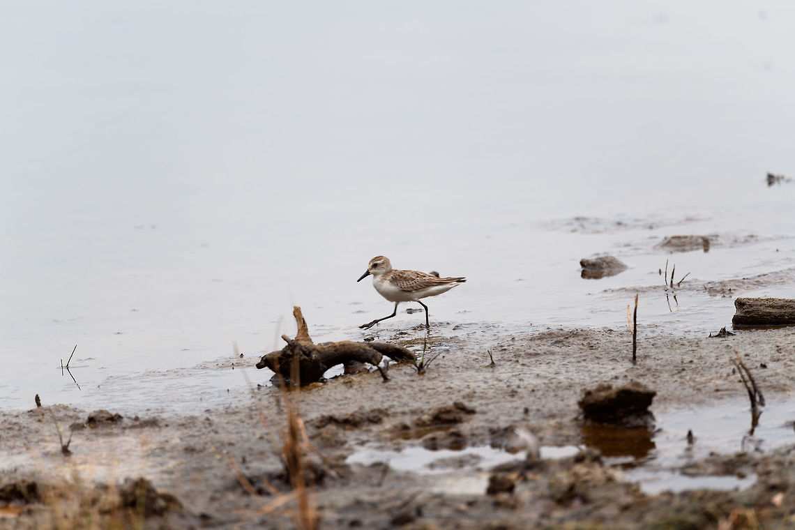 Shorebird 3, Tumaco, Colombia <figure class="photo"><a href="https://www.jungledragon.com/image/79713/shorebird_3_tumaco_colombia.html" title="Shorebird 3, Tumaco, Colombia"><img src="https://s3.amazonaws.com/media.jungledragon.com/images/2/79713_thumb.jpg?AWSAccessKeyId=05GMT0V3GWVNE7GGM1R2&Expires=1759968010&Signature=OCl%2FFTrwBUi2275ZDaH7KqpiKUA%3D" width="200" height="134" alt="Shorebird 3, Tumaco, Colombia https://www.jungledragon.com/image/79712/shorebird_3_tumaco_colombia.html Colombia,Colombia 2018,Colombia South,Fall,Geotagged,South America,Tumaco,World" /></a></figure> Calidris mauri,Colombia,Colombia 2018,Colombia South,Fall,Geotagged,South America,Tumaco,Western sandpiper,World