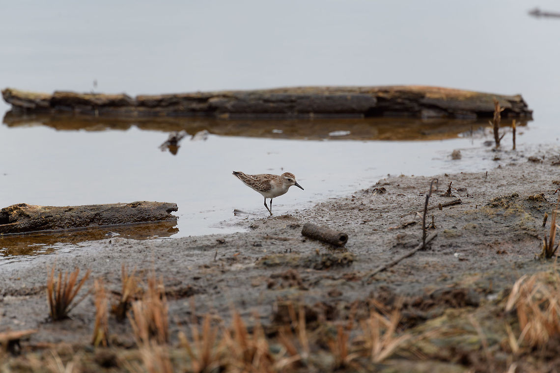 Shorebird 3, Tumaco, Colombia <figure class="photo"><a href="https://www.jungledragon.com/image/79712/shorebird_3_tumaco_colombia.html" title="Shorebird 3, Tumaco, Colombia"><img src="https://s3.amazonaws.com/media.jungledragon.com/images/2/79712_thumb.jpg?AWSAccessKeyId=05GMT0V3GWVNE7GGM1R2&Expires=1769040010&Signature=WH3k3a%2F4mL55cAjqdmc5En6jHUE%3D" width="200" height="134" alt="Shorebird 3, Tumaco, Colombia https://www.jungledragon.com/image/79713/shorebird_3_tumaco_colombia.html Calidris mauri,Colombia,Colombia 2018,Colombia South,Fall,Geotagged,South America,Tumaco,Western sandpiper,World" /></a></figure> Colombia,Colombia 2018,Colombia South,Fall,Geotagged,South America,Tumaco,World