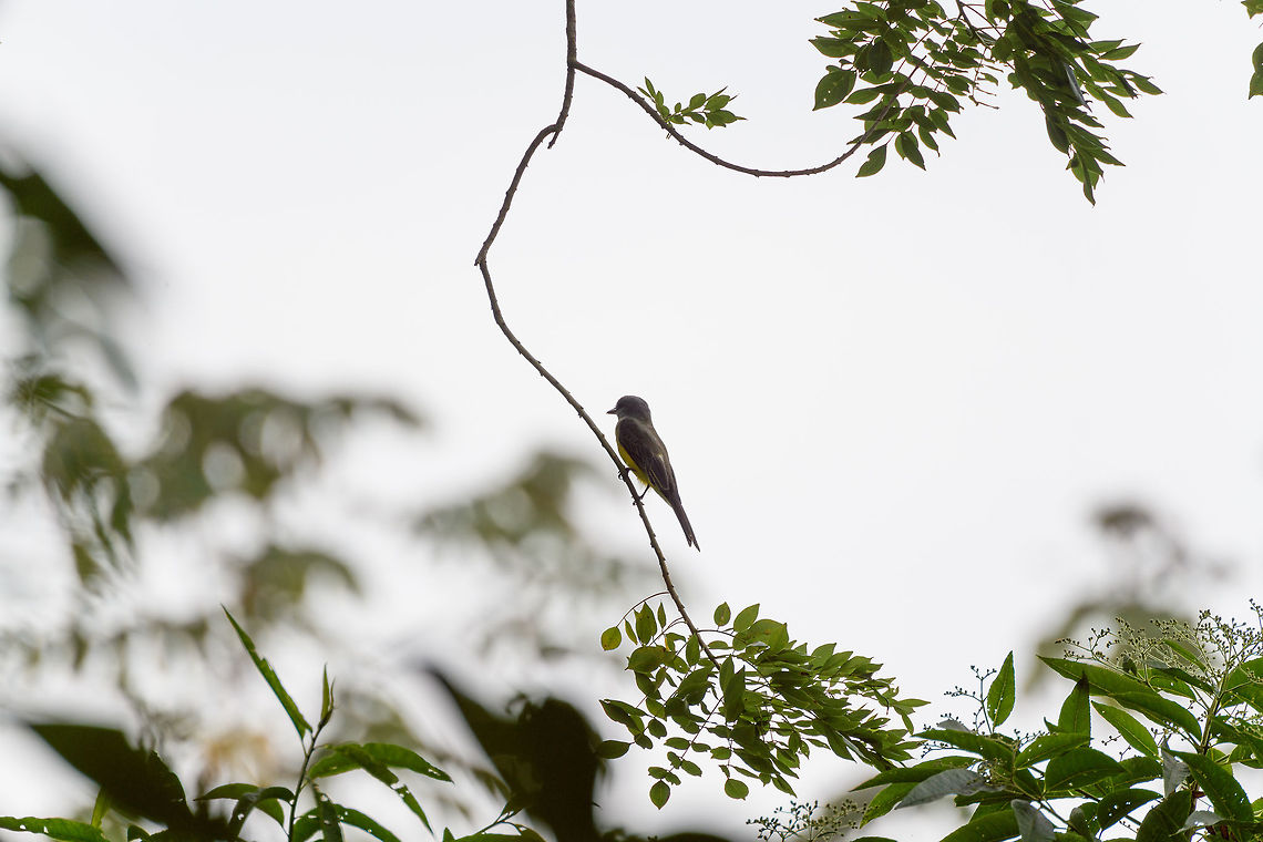 Tropical Kingbird, Tumaco, Colombia  Colombia,Colombia 2018,Colombia South,Fall,Geotagged,South America,Tropical Kingbird,Tumaco,Tyrannus melancholicus,World