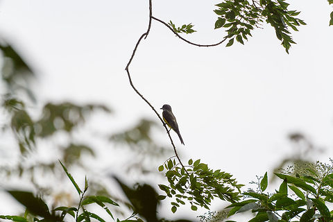 Tropical Kingbird, Tumaco, Colombia  Colombia,Colombia 2018,Colombia South,Fall,Geotagged,South America,Tropical Kingbird,Tumaco,Tyrannus melancholicus,World