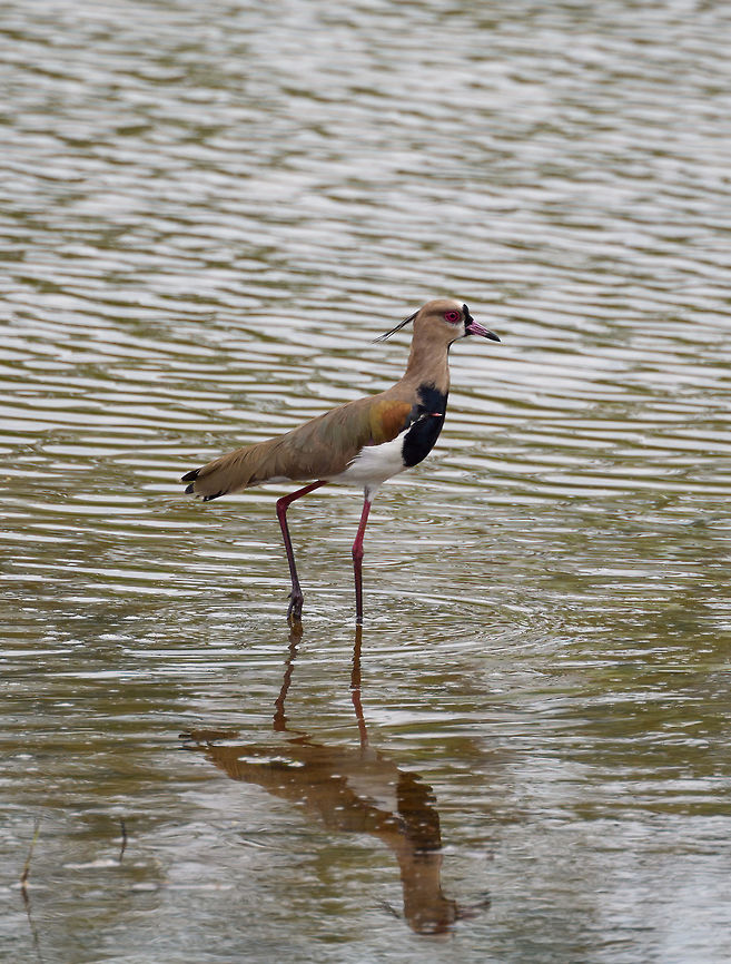 Southern Lapwing - closeup, Tumaco, Colombia  Colombia,Colombia 2018,Colombia South,Fall,Geotagged,South America,Southern Lapwing,Tumaco,Vanellus chilensis,World