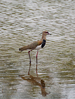 Southern Lapwing - closeup, Tumaco, Colombia  Colombia,Colombia 2018,Colombia South,Fall,Geotagged,South America,Southern Lapwing,Tumaco,Vanellus chilensis,World