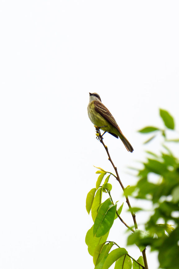 Unknown flycatcher, Tumaco, Colombia My notes say it's possibly rare, I'm waiting for my guide to get back on this. Colombia,Colombia 2018,Colombia South,Fall,Geotagged,South America,Tumaco,World