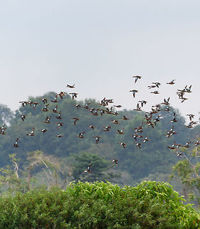 Blue-winged teals in flight - 1, Tumaco, Colombia With this second wave of Blue-winged Teals in flight, finally our coverage of our Colombia 2018 trip has come to an end. It took 6 months to share it, and has led to 1,600 photos:

https://www.jungledragon.com/tag/50891/colombia_2018.html

The set is twice as large as our typical set of 700-800, for a few reasons:
- Moths! (about 400 of them)
- The stunning biodiversity hot spots we attended in themselves
- Our own productivity (squeezing everything out of a day)

In terms of productivity, I don't think we can top ourselves in the future, there's just not more time in a day, but you can be sure that we will try. Thank you to everyone who gave feedback and the tremendous help I got regarding IDs. 
https://www.jungledragon.com/image/79722/blue-winged_teals_in_flight_-_2_tumaco_colombia.html
https://www.jungledragon.com/image/79723/blue-winged_teals_in_flight_-_3_tumaco_colombia.html
https://www.jungledragon.com/image/79724/blue-winged_teal_gathering_-_in_flight_4_tumaco_colombia.html
https://www.jungledragon.com/image/79725/blue-winged_teal_gathering_-_in_flight_5_tumaco_colombia.html Blue-winged teal,Colombia,Colombia 2018,Colombia South,Fall,Geotagged,South America,Spatula discors,Tumaco,World