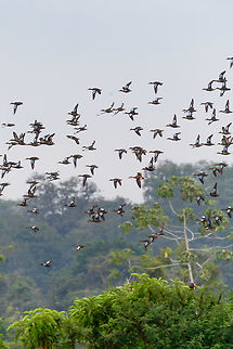Blue-winged teals in flight - 2, Tumaco, Colombia With this second wave of Blue-winged Teals in flight, finally our coverage of our Colombia 2018 trip has come to an end. It took 6 months to share it, and has led to 1,600 photos:

https://www.jungledragon.com/tag/50891/colombia_2018.html

The set is twice as large as our typical set of 700-800, for a few reasons:
- Moths! (about 400 of them)
- The stunning biodiversity hot spots we attended in themselves
- Our own productivity (squeezing everything out of a day)

In terms of productivity, I don't think we can top ourselves in the future, there's just not more time in a day, but you can be sure that we will try. Thank you to everyone who gave feedback and the tremendous help I got regarding IDs. 
https://www.jungledragon.com/image/79721/blue-winged_teals_in_flight_-_1_tumaco_colombia.html
https://www.jungledragon.com/image/79723/blue-winged_teals_in_flight_-_3_tumaco_colombia.html
https://www.jungledragon.com/image/79724/blue-winged_teal_gathering_-_in_flight_4_tumaco_colombia.html
https://www.jungledragon.com/image/79725/blue-winged_teal_gathering_-_in_flight_5_tumaco_colombia.html Blue-winged teal,Colombia,Colombia 2018,Colombia South,Fall,Geotagged,South America,Spatula discors,Tumaco,World
