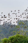Blue-winged teals in flight - 2, Tumaco, Colombia With this second wave of Blue-winged Teals in flight, finally our coverage of our Colombia 2018 trip has come to an end. It took 6 months to share it, and has led to 1,600 photos:<br />
<br />
https://www.jungledragon.com/tag/50891/colombia_2018.html<br />
<br />
The set is twice as large as our typical set of 700-800, for a few reasons:<br />
- Moths! (about 400 of them)<br />
- The stunning biodiversity hot spots we attended in themselves<br />
- Our own productivity (squeezing everything out of a day)<br />
<br />
In terms of productivity, I don't think we can top ourselves in the future, there's just not more time in a day, but you can be sure that we will try. Thank you to everyone who gave feedback and the tremendous help I got regarding IDs. <br />
https://www.jungledragon.com/image/79721/blue-winged_teals_in_flight_-_1_tumaco_colombia.html<br />
https://www.jungledragon.com/image/79723/blue-winged_teals_in_flight_-_3_tumaco_colombia.html<br />
https://www.jungledragon.com/image/79724/blue-winged_teal_gathering_-_in_flight_4_tumaco_colombia.html<br />
https://www.jungledragon.com/image/79725/blue-winged_teal_gathering_-_in_flight_5_tumaco_colombia.html Blue-winged teal,Colombia,Colombia 2018,Colombia South,Fall,Geotagged,South America,Spatula discors,Tumaco,World