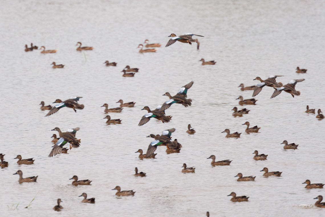 Blue-winged teals in flight - 3, Tumaco, Colombia With this second wave of Blue-winged Teals in flight, finally our coverage of our Colombia 2018 trip has come to an end. It took 6 months to share it, and has led to 1,600 photos:<br />
<br />
<a href="https://www.jungledragon.com/tag/50891/colombia_2018.html" title="Colombia 2018" class="tag"><em>1600</em>Colombia 2018</a><br />
<br />
The set is twice as large as our typical set of 700-800, for a few reasons:<br />
- Moths! (about 400 of them)<br />
- The stunning biodiversity hot spots we attended in themselves<br />
- Our own productivity (squeezing everything out of a day)<br />
<br />
In terms of productivity, I don&#039;t think we can top ourselves in the future, there&#039;s just not more time in a day, but you can be sure that we will try. Thank you to everyone who gave feedback and the tremendous help I got regarding IDs. <br />
<figure class="photo"><a href="https://www.jungledragon.com/image/79721/blue-winged_teals_in_flight_-_1_tumaco_colombia.html" title="Blue-winged teals in flight - 1, Tumaco, Colombia"><img src="https://s3.amazonaws.com/media.jungledragon.com/images/2/79721_thumb.jpg?AWSAccessKeyId=05GMT0V3GWVNE7GGM1R2&Expires=1767225610&Signature=%2Fe7JsHEzMdrekSrAHYl56hv4F7U%3D" width="134" height="152" alt="Blue-winged teals in flight - 1, Tumaco, Colombia With this second wave of Blue-winged Teals in flight, finally our coverage of our Colombia 2018 trip has come to an end. It took 6 months to share it, and has led to 1,600 photos:<br />
<br />
https://www.jungledragon.com/tag/50891/colombia_2018.html<br />
<br />
The set is twice as large as our typical set of 700-800, for a few reasons:<br />
- Moths! (about 400 of them)<br />
- The stunning biodiversity hot spots we attended in themselves<br />
- Our own productivity (squeezing everything out of a day)<br />
<br />
In terms of productivity, I don&#039;t think we can top ourselves in the future, there&#039;s just not more time in a day, but you can be sure that we will try. Thank you to everyone who gave feedback and the tremendous help I got regarding IDs. <br />
https://www.jungledragon.com/image/79722/blue-winged_teals_in_flight_-_2_tumaco_colombia.html<br />
https://www.jungledragon.com/image/79723/blue-winged_teals_in_flight_-_3_tumaco_colombia.html<br />
https://www.jungledragon.com/image/79724/blue-winged_teal_gathering_-_in_flight_4_tumaco_colombia.html<br />
https://www.jungledragon.com/image/79725/blue-winged_teal_gathering_-_in_flight_5_tumaco_colombia.html Blue-winged teal,Colombia,Colombia 2018,Colombia South,Fall,Geotagged,South America,Spatula discors,Tumaco,World" /></a></figure><br />
<figure class="photo"><a href="https://www.jungledragon.com/image/79722/blue-winged_teals_in_flight_-_2_tumaco_colombia.html" title="Blue-winged teals in flight - 2, Tumaco, Colombia"><img src="https://s3.amazonaws.com/media.jungledragon.com/images/2/79722_thumb.jpg?AWSAccessKeyId=05GMT0V3GWVNE7GGM1R2&Expires=1767225610&Signature=%2B5IHGr%2Fe6euaRHzfaKPQEF1w900%3D" width="102" height="152" alt="Blue-winged teals in flight - 2, Tumaco, Colombia With this second wave of Blue-winged Teals in flight, finally our coverage of our Colombia 2018 trip has come to an end. It took 6 months to share it, and has led to 1,600 photos:<br />
<br />
https://www.jungledragon.com/tag/50891/colombia_2018.html<br />
<br />
The set is twice as large as our typical set of 700-800, for a few reasons:<br />
- Moths! (about 400 of them)<br />
- The stunning biodiversity hot spots we attended in themselves<br />
- Our own productivity (squeezing everything out of a day)<br />
<br />
In terms of productivity, I don&#039;t think we can top ourselves in the future, there&#039;s just not more time in a day, but you can be sure that we will try. Thank you to everyone who gave feedback and the tremendous help I got regarding IDs. <br />
https://www.jungledragon.com/image/79721/blue-winged_teals_in_flight_-_1_tumaco_colombia.html<br />
https://www.jungledragon.com/image/79723/blue-winged_teals_in_flight_-_3_tumaco_colombia.html<br />
https://www.jungledragon.com/image/79724/blue-winged_teal_gathering_-_in_flight_4_tumaco_colombia.html<br />
https://www.jungledragon.com/image/79725/blue-winged_teal_gathering_-_in_flight_5_tumaco_colombia.html Blue-winged teal,Colombia,Colombia 2018,Colombia South,Fall,Geotagged,South America,Spatula discors,Tumaco,World" /></a></figure><br />
<figure class="photo"><a href="https://www.jungledragon.com/image/79724/blue-winged_teal_gathering_-_in_flight_4_tumaco_colombia.html" title="Blue-winged teal gathering - in flight 4, Tumaco, Colombia"><img src="https://s3.amazonaws.com/media.jungledragon.com/images/2/79724_thumb.jpg?AWSAccessKeyId=05GMT0V3GWVNE7GGM1R2&Expires=1767225610&Signature=0WKQctTnR6BxlkfsXc3YkZ6c%2FEs%3D" width="200" height="134" alt="Blue-winged teal gathering - in flight 4, Tumaco, Colombia With this second wave of Blue-winged Teals in flight, finally our coverage of our Colombia 2018 trip has come to an end. It took 6 months to share it, and has led to 1,600 photos:<br />
<br />
https://www.jungledragon.com/tag/50891/colombia_2018.html<br />
<br />
The set is twice as large as our typical set of 700-800, for a few reasons:<br />
- Moths! (about 400 of them)<br />
- The stunning biodiversity hot spots we attended in themselves<br />
- Our own productivity (squeezing everything out of a day)<br />
<br />
In terms of productivity, I don&#039;t think we can top ourselves in the future, there&#039;s just not more time in a day, but you can be sure that we will try. Thank you to everyone who gave feedback and the tremendous help I got regarding IDs. <br />
https://www.jungledragon.com/image/79721/blue-winged_teals_in_flight_-_1_tumaco_colombia.html<br />
https://www.jungledragon.com/image/79722/blue-winged_teals_in_flight_-_2_tumaco_colombia.html<br />
https://www.jungledragon.com/image/79723/blue-winged_teals_in_flight_-_3_tumaco_colombia.html<br />
https://www.jungledragon.com/image/79725/blue-winged_teal_gathering_-_in_flight_5_tumaco_colombia.html Blue-winged teal,Colombia,Colombia 2018,Colombia South,Fall,Geotagged,South America,Spatula discors,Tumaco,World" /></a></figure><br />
<figure class="photo"><a href="https://www.jungledragon.com/image/79725/blue-winged_teal_gathering_-_in_flight_5_tumaco_colombia.html" title="Blue-winged teal gathering - in flight 5, Tumaco, Colombia"><img src="https://s3.amazonaws.com/media.jungledragon.com/images/2/79725_thumb.jpg?AWSAccessKeyId=05GMT0V3GWVNE7GGM1R2&Expires=1767225610&Signature=s%2FY7tvllJitfhQIS6vDCjdyI%2BfE%3D" width="200" height="102" alt="Blue-winged teal gathering - in flight 5, Tumaco, Colombia With this second wave of Blue-winged Teals in flight, finally our coverage of our Colombia 2018 trip has come to an end. It took 6 months to share it, and has led to 1,600 photos:<br />
<br />
https://www.jungledragon.com/tag/50891/colombia_2018.html<br />
<br />
The set is twice as large as our typical set of 700-800, for a few reasons:<br />
- Moths! (about 400 of them)<br />
- The stunning biodiversity hot spots we attended in themselves<br />
- Our own productivity (squeezing everything out of a day)<br />
<br />
In terms of productivity, I don&#039;t think we can top ourselves in the future, there&#039;s just not more time in a day, but you can be sure that we will try. Thank you to everyone who gave feedback and the tremendous help I got regarding IDs. <br />
https://www.jungledragon.com/image/79721/blue-winged_teals_in_flight_-_1_tumaco_colombia.html<br />
https://www.jungledragon.com/image/79722/blue-winged_teals_in_flight_-_2_tumaco_colombia.html<br />
https://www.jungledragon.com/image/79723/blue-winged_teals_in_flight_-_3_tumaco_colombia.html<br />
https://www.jungledragon.com/image/79724/blue-winged_teal_gathering_-_in_flight_4_tumaco_colombia.html Blue-winged teal,Colombia,Colombia 2018,Colombia South,Fall,Geotagged,South America,Spatula discors,Tumaco,World" /></a></figure> Blue-winged teal,Colombia,Colombia 2018,Colombia South,Fall,Geotagged,South America,Spatula discors,Tumaco,World