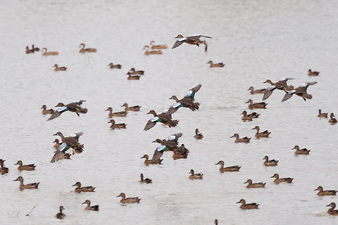 Blue-winged teals in flight - 3, Tumaco, Colombia With this second wave of Blue-winged Teals in flight, finally our coverage of our Colombia 2018 trip has come to an end. It took 6 months to share it, and has led to 1,600 photos:

https://www.jungledragon.com/tag/50891/colombia_2018.html

The set is twice as large as our typical set of 700-800, for a few reasons:
- Moths! (about 400 of them)
- The stunning biodiversity hot spots we attended in themselves
- Our own productivity (squeezing everything out of a day)

In terms of productivity, I don't think we can top ourselves in the future, there's just not more time in a day, but you can be sure that we will try. Thank you to everyone who gave feedback and the tremendous help I got regarding IDs. 
https://www.jungledragon.com/image/79721/blue-winged_teals_in_flight_-_1_tumaco_colombia.html
https://www.jungledragon.com/image/79722/blue-winged_teals_in_flight_-_2_tumaco_colombia.html
https://www.jungledragon.com/image/79724/blue-winged_teal_gathering_-_in_flight_4_tumaco_colombia.html
https://www.jungledragon.com/image/79725/blue-winged_teal_gathering_-_in_flight_5_tumaco_colombia.html Blue-winged teal,Colombia,Colombia 2018,Colombia South,Fall,Geotagged,South America,Spatula discors,Tumaco,World