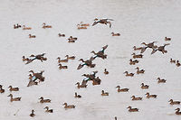 Blue-winged teals in flight - 3, Tumaco, Colombia With this second wave of Blue-winged Teals in flight, finally our coverage of our Colombia 2018 trip has come to an end. It took 6 months to share it, and has led to 1,600 photos:<br />
<br />
https://www.jungledragon.com/tag/50891/colombia_2018.html<br />
<br />
The set is twice as large as our typical set of 700-800, for a few reasons:<br />
- Moths! (about 400 of them)<br />
- The stunning biodiversity hot spots we attended in themselves<br />
- Our own productivity (squeezing everything out of a day)<br />
<br />
In terms of productivity, I don't think we can top ourselves in the future, there's just not more time in a day, but you can be sure that we will try. Thank you to everyone who gave feedback and the tremendous help I got regarding IDs. <br />
https://www.jungledragon.com/image/79721/blue-winged_teals_in_flight_-_1_tumaco_colombia.html<br />
https://www.jungledragon.com/image/79722/blue-winged_teals_in_flight_-_2_tumaco_colombia.html<br />
https://www.jungledragon.com/image/79724/blue-winged_teal_gathering_-_in_flight_4_tumaco_colombia.html<br />
https://www.jungledragon.com/image/79725/blue-winged_teal_gathering_-_in_flight_5_tumaco_colombia.html Blue-winged teal,Colombia,Colombia 2018,Colombia South,Fall,Geotagged,South America,Spatula discors,Tumaco,World