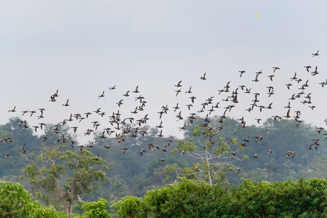 Blue-winged teal gathering - in flight 4, Tumaco, Colombia With this second wave of Blue-winged Teals in flight, finally our coverage of our Colombia 2018 trip has come to an end. It took 6 months to share it, and has led to 1,600 photos:<br />
<br />
<a href="https://www.jungledragon.com/tag/50891/colombia_2018.html" title="Colombia 2018" class="tag"><em>1600</em>Colombia 2018</a><br />
<br />
The set is twice as large as our typical set of 700-800, for a few reasons:<br />
- Moths! (about 400 of them)<br />
- The stunning biodiversity hot spots we attended in themselves<br />
- Our own productivity (squeezing everything out of a day)<br />
<br />
In terms of productivity, I don&#039;t think we can top ourselves in the future, there&#039;s just not more time in a day, but you can be sure that we will try. Thank you to everyone who gave feedback and the tremendous help I got regarding IDs. <br />
<figure class="photo"><a href="https://www.jungledragon.com/image/79721/blue-winged_teals_in_flight_-_1_tumaco_colombia.html" title="Blue-winged teals in flight - 1, Tumaco, Colombia"><img src="https://s3.amazonaws.com/media.jungledragon.com/images/2/79721_thumb.jpg?AWSAccessKeyId=05GMT0V3GWVNE7GGM1R2&Expires=1759968010&Signature=tjs0NcH1mjwNDEAL4urM9%2FaQDb8%3D" width="134" height="152" alt="Blue-winged teals in flight - 1, Tumaco, Colombia With this second wave of Blue-winged Teals in flight, finally our coverage of our Colombia 2018 trip has come to an end. It took 6 months to share it, and has led to 1,600 photos:<br />
<br />
https://www.jungledragon.com/tag/50891/colombia_2018.html<br />
<br />
The set is twice as large as our typical set of 700-800, for a few reasons:<br />
- Moths! (about 400 of them)<br />
- The stunning biodiversity hot spots we attended in themselves<br />
- Our own productivity (squeezing everything out of a day)<br />
<br />
In terms of productivity, I don&#039;t think we can top ourselves in the future, there&#039;s just not more time in a day, but you can be sure that we will try. Thank you to everyone who gave feedback and the tremendous help I got regarding IDs. <br />
https://www.jungledragon.com/image/79722/blue-winged_teals_in_flight_-_2_tumaco_colombia.html<br />
https://www.jungledragon.com/image/79723/blue-winged_teals_in_flight_-_3_tumaco_colombia.html<br />
https://www.jungledragon.com/image/79724/blue-winged_teal_gathering_-_in_flight_4_tumaco_colombia.html<br />
https://www.jungledragon.com/image/79725/blue-winged_teal_gathering_-_in_flight_5_tumaco_colombia.html Blue-winged teal,Colombia,Colombia 2018,Colombia South,Fall,Geotagged,South America,Spatula discors,Tumaco,World" /></a></figure><br />
<figure class="photo"><a href="https://www.jungledragon.com/image/79722/blue-winged_teals_in_flight_-_2_tumaco_colombia.html" title="Blue-winged teals in flight - 2, Tumaco, Colombia"><img src="https://s3.amazonaws.com/media.jungledragon.com/images/2/79722_thumb.jpg?AWSAccessKeyId=05GMT0V3GWVNE7GGM1R2&Expires=1759968010&Signature=LF7qLcHEH4U8KuiBTh39lzVncNs%3D" width="102" height="152" alt="Blue-winged teals in flight - 2, Tumaco, Colombia With this second wave of Blue-winged Teals in flight, finally our coverage of our Colombia 2018 trip has come to an end. It took 6 months to share it, and has led to 1,600 photos:<br />
<br />
https://www.jungledragon.com/tag/50891/colombia_2018.html<br />
<br />
The set is twice as large as our typical set of 700-800, for a few reasons:<br />
- Moths! (about 400 of them)<br />
- The stunning biodiversity hot spots we attended in themselves<br />
- Our own productivity (squeezing everything out of a day)<br />
<br />
In terms of productivity, I don&#039;t think we can top ourselves in the future, there&#039;s just not more time in a day, but you can be sure that we will try. Thank you to everyone who gave feedback and the tremendous help I got regarding IDs. <br />
https://www.jungledragon.com/image/79721/blue-winged_teals_in_flight_-_1_tumaco_colombia.html<br />
https://www.jungledragon.com/image/79723/blue-winged_teals_in_flight_-_3_tumaco_colombia.html<br />
https://www.jungledragon.com/image/79724/blue-winged_teal_gathering_-_in_flight_4_tumaco_colombia.html<br />
https://www.jungledragon.com/image/79725/blue-winged_teal_gathering_-_in_flight_5_tumaco_colombia.html Blue-winged teal,Colombia,Colombia 2018,Colombia South,Fall,Geotagged,South America,Spatula discors,Tumaco,World" /></a></figure><br />
<figure class="photo"><a href="https://www.jungledragon.com/image/79723/blue-winged_teals_in_flight_-_3_tumaco_colombia.html" title="Blue-winged teals in flight - 3, Tumaco, Colombia"><img src="https://s3.amazonaws.com/media.jungledragon.com/images/2/79723_thumb.jpg?AWSAccessKeyId=05GMT0V3GWVNE7GGM1R2&Expires=1759968010&Signature=s2drbyGCv8SBvyKKlBfGNxhH4GI%3D" width="200" height="134" alt="Blue-winged teals in flight - 3, Tumaco, Colombia With this second wave of Blue-winged Teals in flight, finally our coverage of our Colombia 2018 trip has come to an end. It took 6 months to share it, and has led to 1,600 photos:<br />
<br />
https://www.jungledragon.com/tag/50891/colombia_2018.html<br />
<br />
The set is twice as large as our typical set of 700-800, for a few reasons:<br />
- Moths! (about 400 of them)<br />
- The stunning biodiversity hot spots we attended in themselves<br />
- Our own productivity (squeezing everything out of a day)<br />
<br />
In terms of productivity, I don&#039;t think we can top ourselves in the future, there&#039;s just not more time in a day, but you can be sure that we will try. Thank you to everyone who gave feedback and the tremendous help I got regarding IDs. <br />
https://www.jungledragon.com/image/79721/blue-winged_teals_in_flight_-_1_tumaco_colombia.html<br />
https://www.jungledragon.com/image/79722/blue-winged_teals_in_flight_-_2_tumaco_colombia.html<br />
https://www.jungledragon.com/image/79724/blue-winged_teal_gathering_-_in_flight_4_tumaco_colombia.html<br />
https://www.jungledragon.com/image/79725/blue-winged_teal_gathering_-_in_flight_5_tumaco_colombia.html Blue-winged teal,Colombia,Colombia 2018,Colombia South,Fall,Geotagged,South America,Spatula discors,Tumaco,World" /></a></figure><br />
<figure class="photo"><a href="https://www.jungledragon.com/image/79725/blue-winged_teal_gathering_-_in_flight_5_tumaco_colombia.html" title="Blue-winged teal gathering - in flight 5, Tumaco, Colombia"><img src="https://s3.amazonaws.com/media.jungledragon.com/images/2/79725_thumb.jpg?AWSAccessKeyId=05GMT0V3GWVNE7GGM1R2&Expires=1759968010&Signature=%2B6309O49xW6bqc1oRj3tXU0NarQ%3D" width="200" height="102" alt="Blue-winged teal gathering - in flight 5, Tumaco, Colombia With this second wave of Blue-winged Teals in flight, finally our coverage of our Colombia 2018 trip has come to an end. It took 6 months to share it, and has led to 1,600 photos:<br />
<br />
https://www.jungledragon.com/tag/50891/colombia_2018.html<br />
<br />
The set is twice as large as our typical set of 700-800, for a few reasons:<br />
- Moths! (about 400 of them)<br />
- The stunning biodiversity hot spots we attended in themselves<br />
- Our own productivity (squeezing everything out of a day)<br />
<br />
In terms of productivity, I don&#039;t think we can top ourselves in the future, there&#039;s just not more time in a day, but you can be sure that we will try. Thank you to everyone who gave feedback and the tremendous help I got regarding IDs. <br />
https://www.jungledragon.com/image/79721/blue-winged_teals_in_flight_-_1_tumaco_colombia.html<br />
https://www.jungledragon.com/image/79722/blue-winged_teals_in_flight_-_2_tumaco_colombia.html<br />
https://www.jungledragon.com/image/79723/blue-winged_teals_in_flight_-_3_tumaco_colombia.html<br />
https://www.jungledragon.com/image/79724/blue-winged_teal_gathering_-_in_flight_4_tumaco_colombia.html Blue-winged teal,Colombia,Colombia 2018,Colombia South,Fall,Geotagged,South America,Spatula discors,Tumaco,World" /></a></figure> Blue-winged teal,Colombia,Colombia 2018,Colombia South,Fall,Geotagged,South America,Spatula discors,Tumaco,World