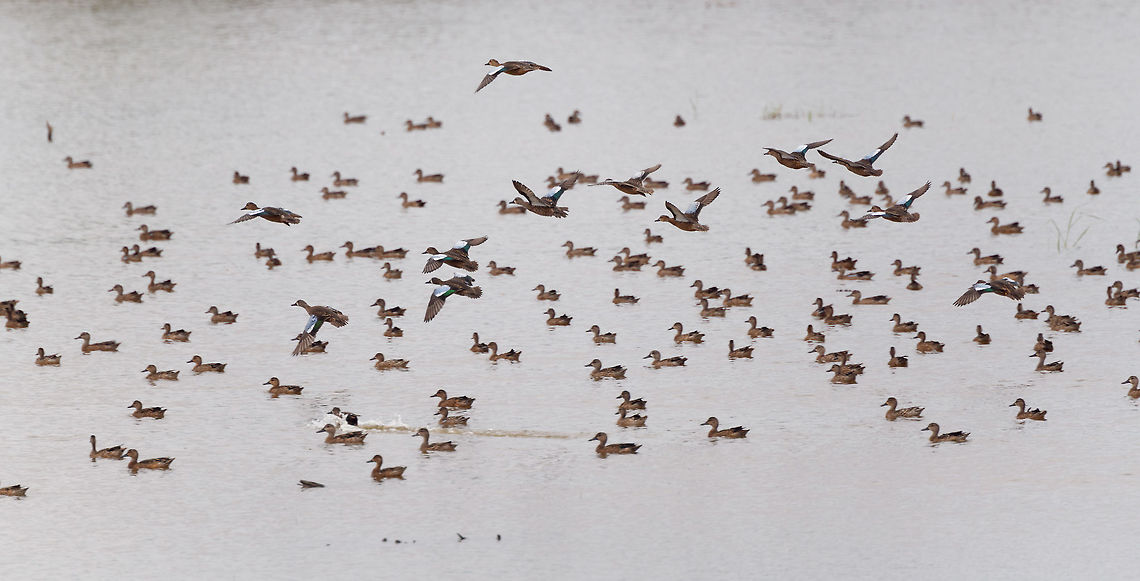 Blue-winged teal gathering - in flight 5, Tumaco, Colombia With this second wave of Blue-winged Teals in flight, finally our coverage of our Colombia 2018 trip has come to an end. It took 6 months to share it, and has led to 1,600 photos:<br />
<br />
<a href="https://www.jungledragon.com/tag/50891/colombia_2018.html" title="Colombia 2018" class="tag"><em>1600</em>Colombia 2018</a><br />
<br />
The set is twice as large as our typical set of 700-800, for a few reasons:<br />
- Moths! (about 400 of them)<br />
- The stunning biodiversity hot spots we attended in themselves<br />
- Our own productivity (squeezing everything out of a day)<br />
<br />
In terms of productivity, I don&#039;t think we can top ourselves in the future, there&#039;s just not more time in a day, but you can be sure that we will try. Thank you to everyone who gave feedback and the tremendous help I got regarding IDs. <br />
<figure class="photo"><a href="https://www.jungledragon.com/image/79721/blue-winged_teals_in_flight_-_1_tumaco_colombia.html" title="Blue-winged teals in flight - 1, Tumaco, Colombia"><img src="https://s3.amazonaws.com/media.jungledragon.com/images/2/79721_thumb.jpg?AWSAccessKeyId=05GMT0V3GWVNE7GGM1R2&Expires=1767225610&Signature=%2Fe7JsHEzMdrekSrAHYl56hv4F7U%3D" width="134" height="152" alt="Blue-winged teals in flight - 1, Tumaco, Colombia With this second wave of Blue-winged Teals in flight, finally our coverage of our Colombia 2018 trip has come to an end. It took 6 months to share it, and has led to 1,600 photos:<br />
<br />
https://www.jungledragon.com/tag/50891/colombia_2018.html<br />
<br />
The set is twice as large as our typical set of 700-800, for a few reasons:<br />
- Moths! (about 400 of them)<br />
- The stunning biodiversity hot spots we attended in themselves<br />
- Our own productivity (squeezing everything out of a day)<br />
<br />
In terms of productivity, I don&#039;t think we can top ourselves in the future, there&#039;s just not more time in a day, but you can be sure that we will try. Thank you to everyone who gave feedback and the tremendous help I got regarding IDs. <br />
https://www.jungledragon.com/image/79722/blue-winged_teals_in_flight_-_2_tumaco_colombia.html<br />
https://www.jungledragon.com/image/79723/blue-winged_teals_in_flight_-_3_tumaco_colombia.html<br />
https://www.jungledragon.com/image/79724/blue-winged_teal_gathering_-_in_flight_4_tumaco_colombia.html<br />
https://www.jungledragon.com/image/79725/blue-winged_teal_gathering_-_in_flight_5_tumaco_colombia.html Blue-winged teal,Colombia,Colombia 2018,Colombia South,Fall,Geotagged,South America,Spatula discors,Tumaco,World" /></a></figure><br />
<figure class="photo"><a href="https://www.jungledragon.com/image/79722/blue-winged_teals_in_flight_-_2_tumaco_colombia.html" title="Blue-winged teals in flight - 2, Tumaco, Colombia"><img src="https://s3.amazonaws.com/media.jungledragon.com/images/2/79722_thumb.jpg?AWSAccessKeyId=05GMT0V3GWVNE7GGM1R2&Expires=1767225610&Signature=%2B5IHGr%2Fe6euaRHzfaKPQEF1w900%3D" width="102" height="152" alt="Blue-winged teals in flight - 2, Tumaco, Colombia With this second wave of Blue-winged Teals in flight, finally our coverage of our Colombia 2018 trip has come to an end. It took 6 months to share it, and has led to 1,600 photos:<br />
<br />
https://www.jungledragon.com/tag/50891/colombia_2018.html<br />
<br />
The set is twice as large as our typical set of 700-800, for a few reasons:<br />
- Moths! (about 400 of them)<br />
- The stunning biodiversity hot spots we attended in themselves<br />
- Our own productivity (squeezing everything out of a day)<br />
<br />
In terms of productivity, I don&#039;t think we can top ourselves in the future, there&#039;s just not more time in a day, but you can be sure that we will try. Thank you to everyone who gave feedback and the tremendous help I got regarding IDs. <br />
https://www.jungledragon.com/image/79721/blue-winged_teals_in_flight_-_1_tumaco_colombia.html<br />
https://www.jungledragon.com/image/79723/blue-winged_teals_in_flight_-_3_tumaco_colombia.html<br />
https://www.jungledragon.com/image/79724/blue-winged_teal_gathering_-_in_flight_4_tumaco_colombia.html<br />
https://www.jungledragon.com/image/79725/blue-winged_teal_gathering_-_in_flight_5_tumaco_colombia.html Blue-winged teal,Colombia,Colombia 2018,Colombia South,Fall,Geotagged,South America,Spatula discors,Tumaco,World" /></a></figure><br />
<figure class="photo"><a href="https://www.jungledragon.com/image/79723/blue-winged_teals_in_flight_-_3_tumaco_colombia.html" title="Blue-winged teals in flight - 3, Tumaco, Colombia"><img src="https://s3.amazonaws.com/media.jungledragon.com/images/2/79723_thumb.jpg?AWSAccessKeyId=05GMT0V3GWVNE7GGM1R2&Expires=1767225610&Signature=t9q3NI0rs9nyqrABlV3JX4FqSd8%3D" width="200" height="134" alt="Blue-winged teals in flight - 3, Tumaco, Colombia With this second wave of Blue-winged Teals in flight, finally our coverage of our Colombia 2018 trip has come to an end. It took 6 months to share it, and has led to 1,600 photos:<br />
<br />
https://www.jungledragon.com/tag/50891/colombia_2018.html<br />
<br />
The set is twice as large as our typical set of 700-800, for a few reasons:<br />
- Moths! (about 400 of them)<br />
- The stunning biodiversity hot spots we attended in themselves<br />
- Our own productivity (squeezing everything out of a day)<br />
<br />
In terms of productivity, I don&#039;t think we can top ourselves in the future, there&#039;s just not more time in a day, but you can be sure that we will try. Thank you to everyone who gave feedback and the tremendous help I got regarding IDs. <br />
https://www.jungledragon.com/image/79721/blue-winged_teals_in_flight_-_1_tumaco_colombia.html<br />
https://www.jungledragon.com/image/79722/blue-winged_teals_in_flight_-_2_tumaco_colombia.html<br />
https://www.jungledragon.com/image/79724/blue-winged_teal_gathering_-_in_flight_4_tumaco_colombia.html<br />
https://www.jungledragon.com/image/79725/blue-winged_teal_gathering_-_in_flight_5_tumaco_colombia.html Blue-winged teal,Colombia,Colombia 2018,Colombia South,Fall,Geotagged,South America,Spatula discors,Tumaco,World" /></a></figure><br />
<figure class="photo"><a href="https://www.jungledragon.com/image/79724/blue-winged_teal_gathering_-_in_flight_4_tumaco_colombia.html" title="Blue-winged teal gathering - in flight 4, Tumaco, Colombia"><img src="https://s3.amazonaws.com/media.jungledragon.com/images/2/79724_thumb.jpg?AWSAccessKeyId=05GMT0V3GWVNE7GGM1R2&Expires=1767225610&Signature=0WKQctTnR6BxlkfsXc3YkZ6c%2FEs%3D" width="200" height="134" alt="Blue-winged teal gathering - in flight 4, Tumaco, Colombia With this second wave of Blue-winged Teals in flight, finally our coverage of our Colombia 2018 trip has come to an end. It took 6 months to share it, and has led to 1,600 photos:<br />
<br />
https://www.jungledragon.com/tag/50891/colombia_2018.html<br />
<br />
The set is twice as large as our typical set of 700-800, for a few reasons:<br />
- Moths! (about 400 of them)<br />
- The stunning biodiversity hot spots we attended in themselves<br />
- Our own productivity (squeezing everything out of a day)<br />
<br />
In terms of productivity, I don&#039;t think we can top ourselves in the future, there&#039;s just not more time in a day, but you can be sure that we will try. Thank you to everyone who gave feedback and the tremendous help I got regarding IDs. <br />
https://www.jungledragon.com/image/79721/blue-winged_teals_in_flight_-_1_tumaco_colombia.html<br />
https://www.jungledragon.com/image/79722/blue-winged_teals_in_flight_-_2_tumaco_colombia.html<br />
https://www.jungledragon.com/image/79723/blue-winged_teals_in_flight_-_3_tumaco_colombia.html<br />
https://www.jungledragon.com/image/79725/blue-winged_teal_gathering_-_in_flight_5_tumaco_colombia.html Blue-winged teal,Colombia,Colombia 2018,Colombia South,Fall,Geotagged,South America,Spatula discors,Tumaco,World" /></a></figure> Blue-winged teal,Colombia,Colombia 2018,Colombia South,Fall,Geotagged,South America,Spatula discors,Tumaco,World