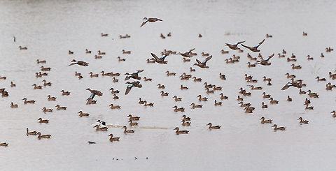 Blue-winged teal gathering - in flight 5, Tumaco, Colombia With this second wave of Blue-winged Teals in flight, finally our coverage of our Colombia 2018 trip has come to an end. It took 6 months to share it, and has led to 1,600 photos:

https://www.jungledragon.com/tag/50891/colombia_2018.html

The set is twice as large as our typical set of 700-800, for a few reasons:
- Moths! (about 400 of them)
- The stunning biodiversity hot spots we attended in themselves
- Our own productivity (squeezing everything out of a day)

In terms of productivity, I don't think we can top ourselves in the future, there's just not more time in a day, but you can be sure that we will try. Thank you to everyone who gave feedback and the tremendous help I got regarding IDs. 
https://www.jungledragon.com/image/79721/blue-winged_teals_in_flight_-_1_tumaco_colombia.html
https://www.jungledragon.com/image/79722/blue-winged_teals_in_flight_-_2_tumaco_colombia.html
https://www.jungledragon.com/image/79723/blue-winged_teals_in_flight_-_3_tumaco_colombia.html
https://www.jungledragon.com/image/79724/blue-winged_teal_gathering_-_in_flight_4_tumaco_colombia.html Blue-winged teal,Colombia,Colombia 2018,Colombia South,Fall,Geotagged,South America,Spatula discors,Tumaco,World