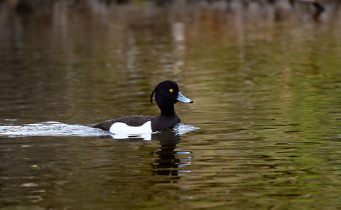 Tufted Duck - male, Amsterdamse Waterleiding Duinen, Netherlands Last March for our anniversary we paid a visit to the Amsterdamse Waterleiding Duinen, a sort of natural park at the coast that has both recreational paths as well as some no-go natural areas. Within the Netherlands it is best known for its foxes. When seeing a top fox photo from the Netherlands, there's a good chance it's made here. Many photographers fail to mention the "making of", the fact that these foxes are close to being domesticated. They are very used to people and occasionally have been lured/fed, which means they can be somewhat reliably seen and get within touch distance. Such as the first time I visited, and almost tripped over one:
https://www.jungledragon.com/image/20602/fox_at_amsterdamse_waterleiding_duinen.html
The park is known locally for a second reason: the deer problem. Due to a lack of predators (a nation-wide problem), there's no check on population growth which has led to overpopulation. Which in turn leads to public outcries on how cruel it is to shoot them. This raging debate applies to all our little snippets of semi-nature, there's no real space for a true wild.

Anyway, back on topic. The Tufted Duck is named after its tuft, which both sexes have yet is larger and more explicit in the male. These ducks are highly specialized in water-feeding, they can dive down for long periods of time and their feet are positioned so far back as to optimize for diving and swimming upstream. As a result, they kind of suck at walking on land.

https://www.jungledragon.com/image/79760/tufted_duck_-_two_males_amsterdamse_waterleiding_duinen_netherlands.html
https://www.jungledragon.com/image/79761/tufted_duck_-_two_females_amsterdamse_waterleiding_duinen_netherlands.html AWD,Amsterdamse Waterleiding Duinen,Aythya fuligula,Europe,Netherlands,Tufted Duck,World,the Netherlands