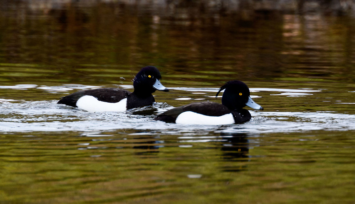 Tufted Duck - two males, Amsterdamse Waterleiding Duinen, Netherlands Last March for our anniversary we paid a visit to the Amsterdamse Waterleiding Duinen, a sort of natural park at the coast that has both recreational paths as well as some no-go natural areas. Within the Netherlands it is best known for its foxes. When seeing a top fox photo from the Netherlands, there's a good chance it's made here. Many photographers fail to mention the "making of", the fact that these foxes are close to being domesticated. They are very used to people and occasionally have been lured/fed, which means they can be somewhat reliably seen and get within touch distance. Such as the first time I visited, and almost tripped over one:<br />
<figure class="photo"><a href="https://www.jungledragon.com/image/20602/fox_at_amsterdamse_waterleiding_duinen.html" title="Fox at Amsterdamse Waterleiding Duinen"><img src="https://s3.amazonaws.com/media.jungledragon.com/images/2/20602_thumb.jpg?AWSAccessKeyId=05GMT0V3GWVNE7GGM1R2&Expires=1770854410&Signature=FLj617RXHBkO9OmnAtHVRjmuYRQ%3D" width="200" height="174" alt="Fox at Amsterdamse Waterleiding Duinen This was my reward for the day. It took many hours to find this fox at the Amsterdamse Waterleiding Duinen. I was happy to capture it just chilling next to the path, but it was already leaving after a minute. Just before it did, it turned its head and stared back into the sun, giving me good light for this shot.  Amsterdamse Waterleiding Duinen,Europe,Geotagged,Netherlands,Red Fox,The Netherlands,Vulpes vulpes" /></a></figure><br />
The park is known locally for a second reason: the deer problem. Due to a lack of predators (a nation-wide problem), there's no check on population growth which has led to overpopulation. Which in turn leads to public outcries on how cruel it is to shoot them. This raging debate applies to all our little snippets of semi-nature, there's no real space for a true wild.<br />
<br />
Anyway, back on topic. The Tufted Duck is named after its tuft, which both sexes have yet is larger and more explicit in the male. These ducks are highly specialized in water-feeding, they can dive down for long periods of time and their feet are positioned so far back as to optimize for diving and swimming upstream. As a result, they kind of suck at walking on land.<br />
<br />
<figure class="photo"><a href="https://www.jungledragon.com/image/79759/tufted_duck_-_male_amsterdamse_waterleiding_duinen_netherlands.html" title="Tufted Duck - male, Amsterdamse Waterleiding Duinen, Netherlands"><img src="https://s3.amazonaws.com/media.jungledragon.com/images/2/79759_thumb.jpg?AWSAccessKeyId=05GMT0V3GWVNE7GGM1R2&Expires=1770854410&Signature=dp8XqqoIlAxOrBhdV5LuUKJBcok%3D" width="200" height="124" alt="Tufted Duck - male, Amsterdamse Waterleiding Duinen, Netherlands Last March for our anniversary we paid a visit to the Amsterdamse Waterleiding Duinen, a sort of natural park at the coast that has both recreational paths as well as some no-go natural areas. Within the Netherlands it is best known for its foxes. When seeing a top fox photo from the Netherlands, there's a good chance it's made here. Many photographers fail to mention the "making of", the fact that these foxes are close to being domesticated. They are very used to people and occasionally have been lured/fed, which means they can be somewhat reliably seen and get within touch distance. Such as the first time I visited, and almost tripped over one:<br />
https://www.jungledragon.com/image/20602/fox_at_amsterdamse_waterleiding_duinen.html<br />
The park is known locally for a second reason: the deer problem. Due to a lack of predators (a nation-wide problem), there's no check on population growth which has led to overpopulation. Which in turn leads to public outcries on how cruel it is to shoot them. This raging debate applies to all our little snippets of semi-nature, there's no real space for a true wild.<br />
<br />
Anyway, back on topic. The Tufted Duck is named after its tuft, which both sexes have yet is larger and more explicit in the male. These ducks are highly specialized in water-feeding, they can dive down for long periods of time and their feet are positioned so far back as to optimize for diving and swimming upstream. As a result, they kind of suck at walking on land.<br />
<br />
https://www.jungledragon.com/image/79760/tufted_duck_-_two_males_amsterdamse_waterleiding_duinen_netherlands.html<br />
https://www.jungledragon.com/image/79761/tufted_duck_-_two_females_amsterdamse_waterleiding_duinen_netherlands.html AWD,Amsterdamse Waterleiding Duinen,Aythya fuligula,Europe,Netherlands,Tufted Duck,World,the Netherlands" /></a></figure><br />
<figure class="photo"><a href="https://www.jungledragon.com/image/79761/tufted_duck_-_two_females_amsterdamse_waterleiding_duinen_netherlands.html" title="Tufted Duck - two females, Amsterdamse Waterleiding Duinen, Netherlands"><img src="https://s3.amazonaws.com/media.jungledragon.com/images/2/79761_thumb.jpg?AWSAccessKeyId=05GMT0V3GWVNE7GGM1R2&Expires=1770854410&Signature=fFEz6Rg6a2YOXP5KENCdSUjgDcY%3D" width="200" height="122" alt="Tufted Duck - two females, Amsterdamse Waterleiding Duinen, Netherlands Last March for our anniversary we paid a visit to the Amsterdamse Waterleiding Duinen, a sort of natural park at the coast that has both recreational paths as well as some no-go natural areas. Within the Netherlands it is best known for its foxes. When seeing a top fox photo from the Netherlands, there's a good chance it's made here. Many photographers fail to mention the "making of", the fact that these foxes are close to being domesticated. They are very used to people and occasionally have been lured/fed, which means they can be somewhat reliably seen and get within touch distance. Such as the first time I visited, and almost tripped over one:<br />
https://www.jungledragon.com/image/20602/fox_at_amsterdamse_waterleiding_duinen.html<br />
The park is known locally for a second reason: the deer problem. Due to a lack of predators (a nation-wide problem), there's no check on population growth which has led to overpopulation. Which in turn leads to public outcries on how cruel it is to shoot them. This raging debate applies to all our little snippets of semi-nature, there's no real space for a true wild.<br />
<br />
Anyway, back on topic. The Tufted Duck is named after its tuft, which both sexes have yet is larger and more explicit in the male. These ducks are highly specialized in water-feeding, they can dive down for long periods of time and their feet are positioned so far back as to optimize for diving and swimming upstream. As a result, they kind of suck at walking on land.<br />
<br />
https://www.jungledragon.com/image/79759/tufted_duck_-_male_amsterdamse_waterleiding_duinen_netherlands.html<br />
https://www.jungledragon.com/image/79760/tufted_duck_-_two_males_amsterdamse_waterleiding_duinen_netherlands.html AWD,Amsterdamse Waterleiding Duinen,Aythya fuligula,Europe,Netherlands,Tufted Duck,World,the Netherlands" /></a></figure> AWD,Amsterdamse Waterleiding Duinen,Aythya fuligula,Europe,Netherlands,Tufted Duck,World,the Netherlands