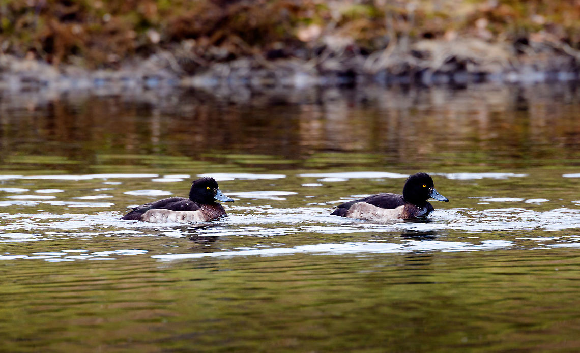 Tufted Duck - two females, Amsterdamse Waterleiding Duinen, Netherlands Last March for our anniversary we paid a visit to the Amsterdamse Waterleiding Duinen, a sort of natural park at the coast that has both recreational paths as well as some no-go natural areas. Within the Netherlands it is best known for its foxes. When seeing a top fox photo from the Netherlands, there's a good chance it's made here. Many photographers fail to mention the "making of", the fact that these foxes are close to being domesticated. They are very used to people and occasionally have been lured/fed, which means they can be somewhat reliably seen and get within touch distance. Such as the first time I visited, and almost tripped over one:<br />
<figure class="photo"><a href="https://www.jungledragon.com/image/20602/fox_at_amsterdamse_waterleiding_duinen.html" title="Fox at Amsterdamse Waterleiding Duinen"><img src="https://s3.amazonaws.com/media.jungledragon.com/images/2/20602_thumb.jpg?AWSAccessKeyId=05GMT0V3GWVNE7GGM1R2&Expires=1770854410&Signature=FLj617RXHBkO9OmnAtHVRjmuYRQ%3D" width="200" height="174" alt="Fox at Amsterdamse Waterleiding Duinen This was my reward for the day. It took many hours to find this fox at the Amsterdamse Waterleiding Duinen. I was happy to capture it just chilling next to the path, but it was already leaving after a minute. Just before it did, it turned its head and stared back into the sun, giving me good light for this shot.  Amsterdamse Waterleiding Duinen,Europe,Geotagged,Netherlands,Red Fox,The Netherlands,Vulpes vulpes" /></a></figure><br />
The park is known locally for a second reason: the deer problem. Due to a lack of predators (a nation-wide problem), there's no check on population growth which has led to overpopulation. Which in turn leads to public outcries on how cruel it is to shoot them. This raging debate applies to all our little snippets of semi-nature, there's no real space for a true wild.<br />
<br />
Anyway, back on topic. The Tufted Duck is named after its tuft, which both sexes have yet is larger and more explicit in the male. These ducks are highly specialized in water-feeding, they can dive down for long periods of time and their feet are positioned so far back as to optimize for diving and swimming upstream. As a result, they kind of suck at walking on land.<br />
<br />
<figure class="photo"><a href="https://www.jungledragon.com/image/79759/tufted_duck_-_male_amsterdamse_waterleiding_duinen_netherlands.html" title="Tufted Duck - male, Amsterdamse Waterleiding Duinen, Netherlands"><img src="https://s3.amazonaws.com/media.jungledragon.com/images/2/79759_thumb.jpg?AWSAccessKeyId=05GMT0V3GWVNE7GGM1R2&Expires=1770854410&Signature=dp8XqqoIlAxOrBhdV5LuUKJBcok%3D" width="200" height="124" alt="Tufted Duck - male, Amsterdamse Waterleiding Duinen, Netherlands Last March for our anniversary we paid a visit to the Amsterdamse Waterleiding Duinen, a sort of natural park at the coast that has both recreational paths as well as some no-go natural areas. Within the Netherlands it is best known for its foxes. When seeing a top fox photo from the Netherlands, there's a good chance it's made here. Many photographers fail to mention the "making of", the fact that these foxes are close to being domesticated. They are very used to people and occasionally have been lured/fed, which means they can be somewhat reliably seen and get within touch distance. Such as the first time I visited, and almost tripped over one:<br />
https://www.jungledragon.com/image/20602/fox_at_amsterdamse_waterleiding_duinen.html<br />
The park is known locally for a second reason: the deer problem. Due to a lack of predators (a nation-wide problem), there's no check on population growth which has led to overpopulation. Which in turn leads to public outcries on how cruel it is to shoot them. This raging debate applies to all our little snippets of semi-nature, there's no real space for a true wild.<br />
<br />
Anyway, back on topic. The Tufted Duck is named after its tuft, which both sexes have yet is larger and more explicit in the male. These ducks are highly specialized in water-feeding, they can dive down for long periods of time and their feet are positioned so far back as to optimize for diving and swimming upstream. As a result, they kind of suck at walking on land.<br />
<br />
https://www.jungledragon.com/image/79760/tufted_duck_-_two_males_amsterdamse_waterleiding_duinen_netherlands.html<br />
https://www.jungledragon.com/image/79761/tufted_duck_-_two_females_amsterdamse_waterleiding_duinen_netherlands.html AWD,Amsterdamse Waterleiding Duinen,Aythya fuligula,Europe,Netherlands,Tufted Duck,World,the Netherlands" /></a></figure><br />
<figure class="photo"><a href="https://www.jungledragon.com/image/79760/tufted_duck_-_two_males_amsterdamse_waterleiding_duinen_netherlands.html" title="Tufted Duck - two males, Amsterdamse Waterleiding Duinen, Netherlands"><img src="https://s3.amazonaws.com/media.jungledragon.com/images/2/79760_thumb.jpg?AWSAccessKeyId=05GMT0V3GWVNE7GGM1R2&Expires=1770854410&Signature=x3hea4cKEAbELUYXFBEzaXnF3p0%3D" width="200" height="116" alt="Tufted Duck - two males, Amsterdamse Waterleiding Duinen, Netherlands Last March for our anniversary we paid a visit to the Amsterdamse Waterleiding Duinen, a sort of natural park at the coast that has both recreational paths as well as some no-go natural areas. Within the Netherlands it is best known for its foxes. When seeing a top fox photo from the Netherlands, there's a good chance it's made here. Many photographers fail to mention the "making of", the fact that these foxes are close to being domesticated. They are very used to people and occasionally have been lured/fed, which means they can be somewhat reliably seen and get within touch distance. Such as the first time I visited, and almost tripped over one:<br />
https://www.jungledragon.com/image/20602/fox_at_amsterdamse_waterleiding_duinen.html<br />
The park is known locally for a second reason: the deer problem. Due to a lack of predators (a nation-wide problem), there's no check on population growth which has led to overpopulation. Which in turn leads to public outcries on how cruel it is to shoot them. This raging debate applies to all our little snippets of semi-nature, there's no real space for a true wild.<br />
<br />
Anyway, back on topic. The Tufted Duck is named after its tuft, which both sexes have yet is larger and more explicit in the male. These ducks are highly specialized in water-feeding, they can dive down for long periods of time and their feet are positioned so far back as to optimize for diving and swimming upstream. As a result, they kind of suck at walking on land.<br />
<br />
https://www.jungledragon.com/image/79759/tufted_duck_-_male_amsterdamse_waterleiding_duinen_netherlands.html<br />
https://www.jungledragon.com/image/79761/tufted_duck_-_two_females_amsterdamse_waterleiding_duinen_netherlands.html AWD,Amsterdamse Waterleiding Duinen,Aythya fuligula,Europe,Netherlands,Tufted Duck,World,the Netherlands" /></a></figure> AWD,Amsterdamse Waterleiding Duinen,Aythya fuligula,Europe,Netherlands,Tufted Duck,World,the Netherlands
