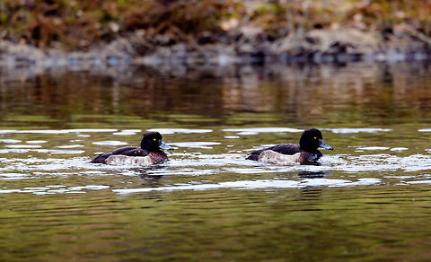 Tufted Duck - two females, Amsterdamse Waterleiding Duinen, Netherlands Last March for our anniversary we paid a visit to the Amsterdamse Waterleiding Duinen, a sort of natural park at the coast that has both recreational paths as well as some no-go natural areas. Within the Netherlands it is best known for its foxes. When seeing a top fox photo from the Netherlands, there's a good chance it's made here. Many photographers fail to mention the "making of", the fact that these foxes are close to being domesticated. They are very used to people and occasionally have been lured/fed, which means they can be somewhat reliably seen and get within touch distance. Such as the first time I visited, and almost tripped over one:
https://www.jungledragon.com/image/20602/fox_at_amsterdamse_waterleiding_duinen.html
The park is known locally for a second reason: the deer problem. Due to a lack of predators (a nation-wide problem), there's no check on population growth which has led to overpopulation. Which in turn leads to public outcries on how cruel it is to shoot them. This raging debate applies to all our little snippets of semi-nature, there's no real space for a true wild.

Anyway, back on topic. The Tufted Duck is named after its tuft, which both sexes have yet is larger and more explicit in the male. These ducks are highly specialized in water-feeding, they can dive down for long periods of time and their feet are positioned so far back as to optimize for diving and swimming upstream. As a result, they kind of suck at walking on land.

https://www.jungledragon.com/image/79759/tufted_duck_-_male_amsterdamse_waterleiding_duinen_netherlands.html
https://www.jungledragon.com/image/79760/tufted_duck_-_two_males_amsterdamse_waterleiding_duinen_netherlands.html AWD,Amsterdamse Waterleiding Duinen,Aythya fuligula,Europe,Netherlands,Tufted Duck,World,the Netherlands