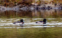 Tufted Duck - two females, Amsterdamse Waterleiding Duinen, Netherlands Last March for our anniversary we paid a visit to the Amsterdamse Waterleiding Duinen, a sort of natural park at the coast that has both recreational paths as well as some no-go natural areas. Within the Netherlands it is best known for its foxes. When seeing a top fox photo from the Netherlands, there's a good chance it's made here. Many photographers fail to mention the "making of", the fact that these foxes are close to being domesticated. They are very used to people and occasionally have been lured/fed, which means they can be somewhat reliably seen and get within touch distance. Such as the first time I visited, and almost tripped over one:<br />
https://www.jungledragon.com/image/20602/fox_at_amsterdamse_waterleiding_duinen.html<br />
The park is known locally for a second reason: the deer problem. Due to a lack of predators (a nation-wide problem), there's no check on population growth which has led to overpopulation. Which in turn leads to public outcries on how cruel it is to shoot them. This raging debate applies to all our little snippets of semi-nature, there's no real space for a true wild.<br />
<br />
Anyway, back on topic. The Tufted Duck is named after its tuft, which both sexes have yet is larger and more explicit in the male. These ducks are highly specialized in water-feeding, they can dive down for long periods of time and their feet are positioned so far back as to optimize for diving and swimming upstream. As a result, they kind of suck at walking on land.<br />
<br />
https://www.jungledragon.com/image/79759/tufted_duck_-_male_amsterdamse_waterleiding_duinen_netherlands.html<br />
https://www.jungledragon.com/image/79760/tufted_duck_-_two_males_amsterdamse_waterleiding_duinen_netherlands.html AWD,Amsterdamse Waterleiding Duinen,Aythya fuligula,Europe,Netherlands,Tufted Duck,World,the Netherlands