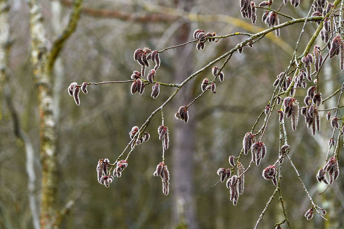 Male Catkins of Populus sp., Amsterdamse Waterleiding Duinen, Netherlands Late winter, yet it's back-light, not snow :) AWD,Amsterdamse Waterleiding Duinen,Europe,Netherlands,World,the Netherlands