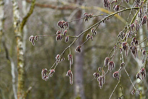 Male Catkins of Populus sp., Amsterdamse Waterleiding Duinen, Netherlands Late winter, yet it's back-light, not snow :) AWD,Amsterdamse Waterleiding Duinen,Europe,Netherlands,World,the Netherlands