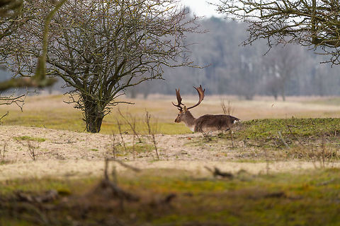 Youmg male Fallow Deer, Amsterdamse Waterleiding Duinen, Netherlands  AWD,Amsterdamse Waterleiding Duinen,Dama dama,Europe,Fallow Deer,Netherlands,World,the Netherlands