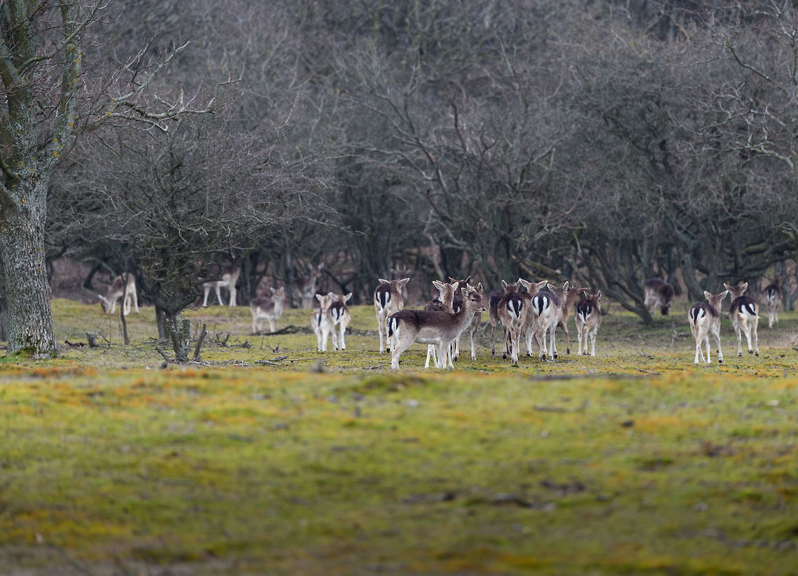 Fallow Deer Herd, Amsterdamse Waterleiding Duinen, Netherlands Young Fallow Deer in relatively large numbers, given the park&#039;s size.  AWD,Amsterdamse Waterleiding Duinen,Dama dama,Europe,Fallow Deer,Netherlands,World,the Netherlands