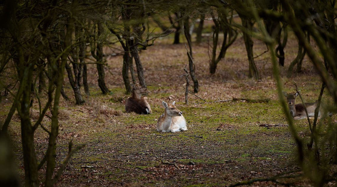 Female Fallow Deer, Amsterdamse Waterleiding Duinen, Netherlands  AWD,Amsterdamse Waterleiding Duinen,Dama dama,Europe,Fallow Deer,Netherlands,World,the Netherlands