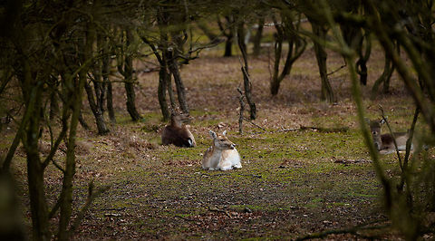 Female Fallow Deer, Amsterdamse Waterleiding Duinen, Netherlands  AWD,Amsterdamse Waterleiding Duinen,Dama dama,Europe,Fallow Deer,Netherlands,World,the Netherlands