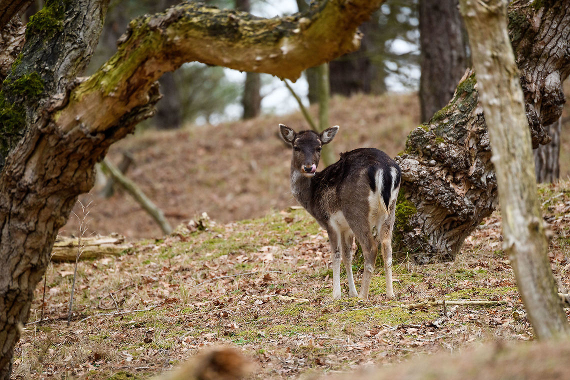 Young Fallow Deer, Amsterdamse Waterleiding Duinen, Netherlands  AWD,Amsterdamse Waterleiding Duinen,Dama dama,Europe,Fallow Deer,Netherlands,World,the Netherlands
