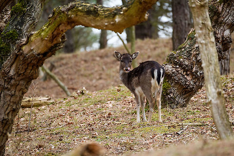 Young Fallow Deer, Amsterdamse Waterleiding Duinen, Netherlands  AWD,Amsterdamse Waterleiding Duinen,Dama dama,Europe,Fallow Deer,Netherlands,World,the Netherlands