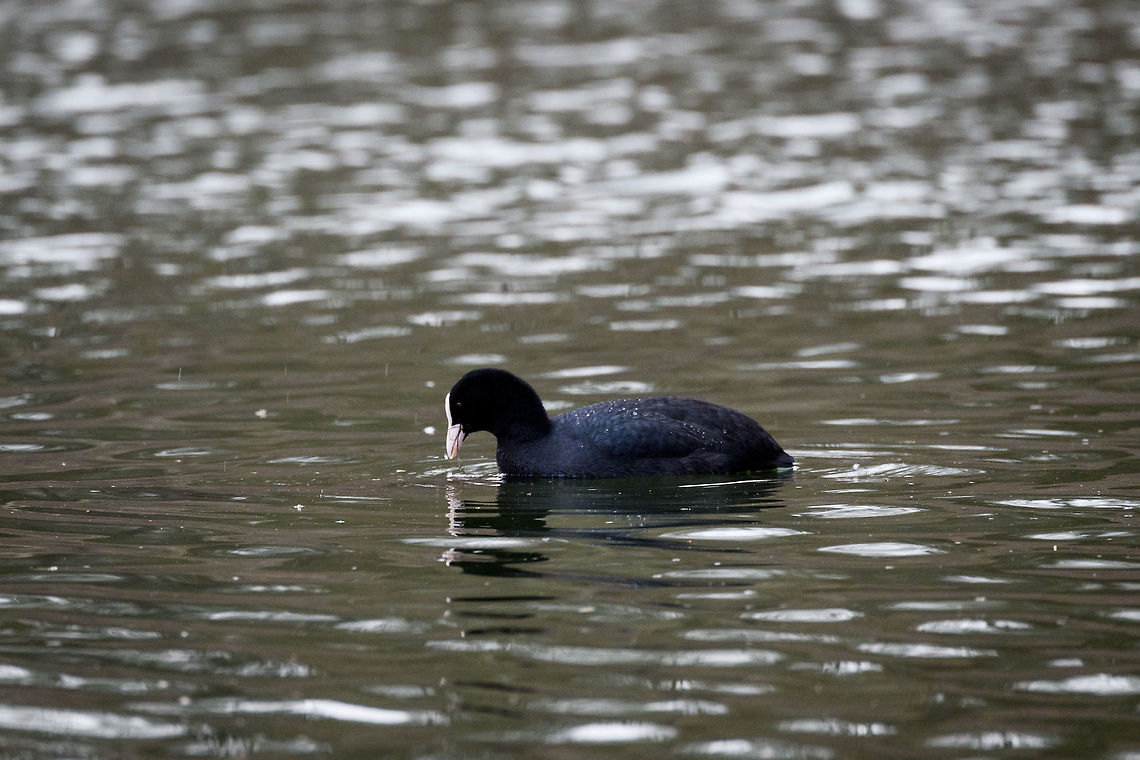 Eurasian Coot, Amsterdamse Waterleiding Duinen, Netherlands One of the most common waterbirds in the country, to be found wherever there is water, including small ponds in urban areas. They have quite a temper, during the breeding season they engage in continuous fighting. During food shortages, they even feed on their own children. Only outside the breeding season and during colder times do they tolerate each other and gather to share body heat.<br />
<br />
They suck at flying, and don't like to. They need a very long runway to take off and much prefer to move on foot. They don't have webbings between the toes, instead they have discs, optimized for walking on floating vegetation.  When they migrate, they do so at night, so when needed, they can fly vast distances out of necessity. They have an opportunistic diet of pretty much anything: insects, snails, fish, seeds, plants. <br />
<br />
When they dive to feed, they first do a little hop. This is because their feathers are full of air, the hop creates the extra force when meeting the water surface to shake of the air bubbles. AWD,Amsterdamse Waterleiding Duinen,Eurasian coot,Europe,Fulica atra,Netherlands,World,the Netherlands