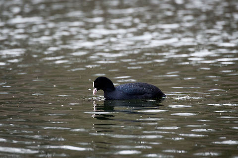 Eurasian Coot, Amsterdamse Waterleiding Duinen, Netherlands One of the most common waterbirds in the country, to be found wherever there is water, including small ponds in urban areas. They have quite a temper, during the breeding season they engage in continuous fighting. During food shortages, they even feed on their own children. Only outside the breeding season and during colder times do they tolerate each other and gather to share body heat.

They suck at flying, and don't like to. They need a very long runway to take off and much prefer to move on foot. They don't have webbings between the toes, instead they have discs, optimized for walking on floating vegetation.  When they migrate, they do so at night, so when needed, they can fly vast distances out of necessity. They have an opportunistic diet of pretty much anything: insects, snails, fish, seeds, plants. 

When they dive to feed, they first do a little hop. This is because their feathers are full of air, the hop creates the extra force when meeting the water surface to shake of the air bubbles. AWD,Amsterdamse Waterleiding Duinen,Eurasian coot,Europe,Fulica atra,Netherlands,World,the Netherlands