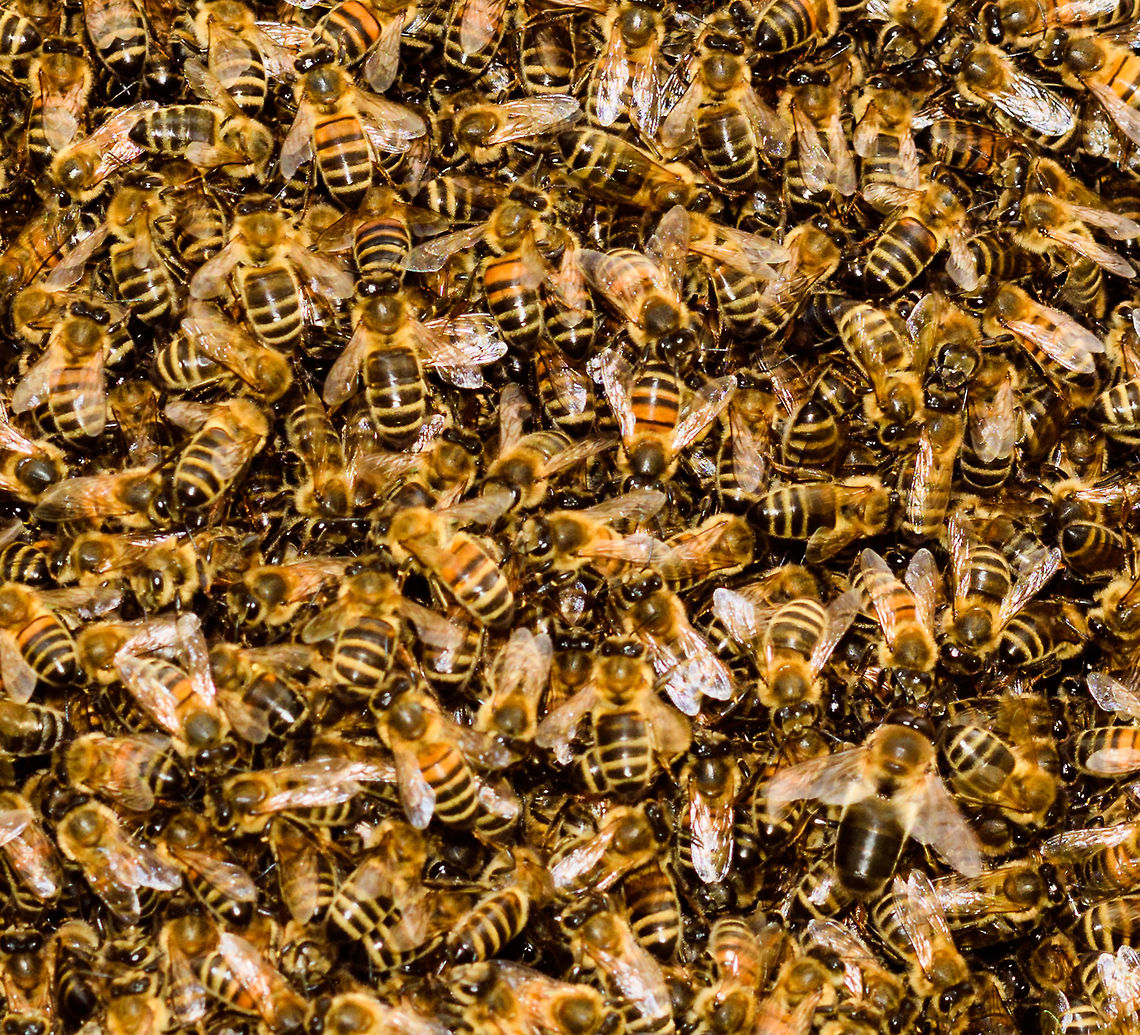 Western Honey Bee Nest - closeup 2, Netherlands A few weeks ago, my friend Barry ringed me to say that right in front of his door, a brand new nest of Honey Bees was spontaneously assembling, asking me if I&#039;m interested in photographing it.<br />
<br />
The queen had decided to pick this particular tree as a great site to nest, which led to a cloud of workers following and clustering into this pretty large nest.<br />
<br />
Unfortunately, this was a low tree on a children&#039;s playground, so the municipality had to remove it. This was done by a professional bee keeper whom much to our surprise, did so first with light protection only, followed by none at all.<br />
<br />
His first attempt to shake the entire nest into a basket failed, as the basket&#039;s contents did not include the queen itself. Without the queen, the nest is not removed, so we learned that day. His second attempt also failed, and at that point I had to go :) <br />
<figure class="photo"><a href="https://www.jungledragon.com/image/80064/western_honey_bee_nest_netherlands.html" title="Western Honey Bee Nest, Netherlands"><img src="https://s3.amazonaws.com/media.jungledragon.com/images/2/80064_thumb.jpg?AWSAccessKeyId=05GMT0V3GWVNE7GGM1R2&Expires=1759968010&Signature=DdLcdBUnrQiYAJT5UjVVxQSv7Eg%3D" width="200" height="134" alt="Western Honey Bee Nest, Netherlands A few weeks ago, my friend Barry ringed me to say that right in front of his door, a brand new nest of Honey Bees was spontaneously assembling, asking me if I&#039;m interested in photographing it. <br />
<br />
The queen had decided to pick this particular tree as a great site to nest, which led to a cloud of workers following and clustering into this pretty large nest.<br />
<br />
Unfortunately, this was a low tree on a children&#039;s playground, so the municipality had to remove it. This was done by a professional bee keeper whom much to our surprise, did so first with light protection only, followed by none at all. <br />
<br />
His first attempt to shake the entire nest into a basket failed, as the basket&#039;s contents did not include the queen itself. Without the queen, the nest is not removed, so we learned that day. His second attempt also failed, and at that point I had to go :)<br />
https://www.jungledragon.com/image/80065/western_honey_bee_nest_-_closeup_netherlands.html<br />
https://www.jungledragon.com/image/80063/western_honey_bee_nest_-_closeup_2_netherlands.html Apis mellifera,Heesch,The Netherlands,Western honey bee" /></a></figure><br />
<figure class="photo"><a href="https://www.jungledragon.com/image/80065/western_honey_bee_nest_-_closeup_netherlands.html" title="Western Honey Bee Nest - closeup, Netherlands"><img src="https://s3.amazonaws.com/media.jungledragon.com/images/2/80065_thumb.jpg?AWSAccessKeyId=05GMT0V3GWVNE7GGM1R2&Expires=1759968010&Signature=2uc8UicMZNR8uz9Gpxcw4OTQS1A%3D" width="136" height="152" alt="Western Honey Bee Nest - closeup, Netherlands A few weeks ago, my friend Barry ringed me to say that right in front of his door, a brand new nest of Honey Bees was spontaneously assembling, asking me if I&#039;m interested in photographing it.<br />
<br />
The queen had decided to pick this particular tree as a great site to nest, which led to a cloud of workers following and clustering into this pretty large nest.<br />
<br />
Unfortunately, this was a low tree on a children&#039;s playground, so the municipality had to remove it. This was done by a professional bee keeper whom much to our surprise, did so first with light protection only, followed by none at all.<br />
<br />
His first attempt to shake the entire nest into a basket failed, as the basket&#039;s contents did not include the queen itself. Without the queen, the nest is not removed, so we learned that day. His second attempt also failed, and at that point I had to go :) <br />
https://www.jungledragon.com/image/80064/western_honey_bee_nest_netherlands.html<br />
https://www.jungledragon.com/image/80065/western_honey_bee_nest_-_closeup_netherlands.html Apis mellifera,Heesch,Western honey bee" /></a></figure> Apis mellifera,Heesch,Western honey bee