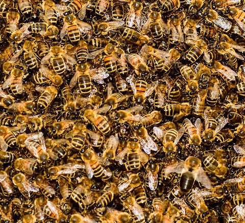 Western Honey Bee Nest - closeup 2, Netherlands A few weeks ago, my friend Barry ringed me to say that right in front of his door, a brand new nest of Honey Bees was spontaneously assembling, asking me if I'm interested in photographing it.

The queen had decided to pick this particular tree as a great site to nest, which led to a cloud of workers following and clustering into this pretty large nest.

Unfortunately, this was a low tree on a children's playground, so the municipality had to remove it. This was done by a professional bee keeper whom much to our surprise, did so first with light protection only, followed by none at all.

His first attempt to shake the entire nest into a basket failed, as the basket's contents did not include the queen itself. Without the queen, the nest is not removed, so we learned that day. His second attempt also failed, and at that point I had to go :) 
https://www.jungledragon.com/image/80064/western_honey_bee_nest_netherlands.html
https://www.jungledragon.com/image/80065/western_honey_bee_nest_-_closeup_netherlands.html Apis mellifera,Heesch,Western honey bee