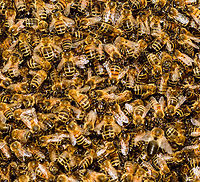 Western Honey Bee Nest - closeup 2, Netherlands A few weeks ago, my friend Barry ringed me to say that right in front of his door, a brand new nest of Honey Bees was spontaneously assembling, asking me if I'm interested in photographing it.<br />
<br />
The queen had decided to pick this particular tree as a great site to nest, which led to a cloud of workers following and clustering into this pretty large nest.<br />
<br />
Unfortunately, this was a low tree on a children's playground, so the municipality had to remove it. This was done by a professional bee keeper whom much to our surprise, did so first with light protection only, followed by none at all.<br />
<br />
His first attempt to shake the entire nest into a basket failed, as the basket's contents did not include the queen itself. Without the queen, the nest is not removed, so we learned that day. His second attempt also failed, and at that point I had to go :) <br />
https://www.jungledragon.com/image/80064/western_honey_bee_nest_netherlands.html<br />
https://www.jungledragon.com/image/80065/western_honey_bee_nest_-_closeup_netherlands.html Apis mellifera,Heesch,Western honey bee