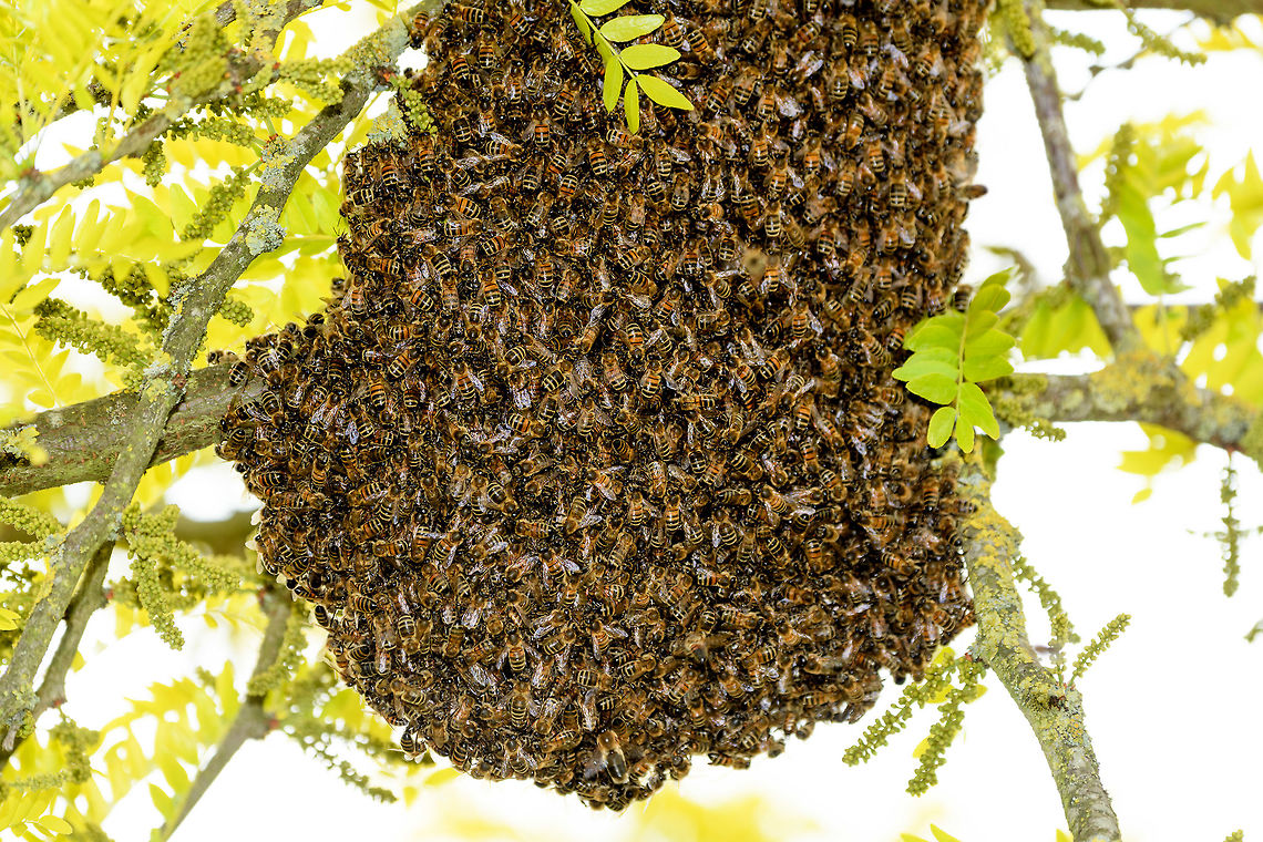 Western Honey Bee Nest, Netherlands A few weeks ago, my friend Barry ringed me to say that right in front of his door, a brand new nest of Honey Bees was spontaneously assembling, asking me if I&#039;m interested in photographing it. <br />
<br />
The queen had decided to pick this particular tree as a great site to nest, which led to a cloud of workers following and clustering into this pretty large nest.<br />
<br />
Unfortunately, this was a low tree on a children&#039;s playground, so the municipality had to remove it. This was done by a professional bee keeper whom much to our surprise, did so first with light protection only, followed by none at all. <br />
<br />
His first attempt to shake the entire nest into a basket failed, as the basket&#039;s contents did not include the queen itself. Without the queen, the nest is not removed, so we learned that day. His second attempt also failed, and at that point I had to go :)<br />
<figure class="photo"><a href="https://www.jungledragon.com/image/80065/western_honey_bee_nest_-_closeup_netherlands.html" title="Western Honey Bee Nest - closeup, Netherlands"><img src="https://s3.amazonaws.com/media.jungledragon.com/images/2/80065_thumb.jpg?AWSAccessKeyId=05GMT0V3GWVNE7GGM1R2&Expires=1769040010&Signature=jRPscf48r0Vn%2FM9LVuQDiNYAVk8%3D" width="136" height="152" alt="Western Honey Bee Nest - closeup, Netherlands A few weeks ago, my friend Barry ringed me to say that right in front of his door, a brand new nest of Honey Bees was spontaneously assembling, asking me if I&#039;m interested in photographing it.<br />
<br />
The queen had decided to pick this particular tree as a great site to nest, which led to a cloud of workers following and clustering into this pretty large nest.<br />
<br />
Unfortunately, this was a low tree on a children&#039;s playground, so the municipality had to remove it. This was done by a professional bee keeper whom much to our surprise, did so first with light protection only, followed by none at all.<br />
<br />
His first attempt to shake the entire nest into a basket failed, as the basket&#039;s contents did not include the queen itself. Without the queen, the nest is not removed, so we learned that day. His second attempt also failed, and at that point I had to go :) <br />
https://www.jungledragon.com/image/80064/western_honey_bee_nest_netherlands.html<br />
https://www.jungledragon.com/image/80065/western_honey_bee_nest_-_closeup_netherlands.html Apis mellifera,Heesch,Western honey bee" /></a></figure><br />
<figure class="photo"><a href="https://www.jungledragon.com/image/80063/western_honey_bee_nest_-_closeup_2_netherlands.html" title="Western Honey Bee Nest - closeup 2, Netherlands"><img src="https://s3.amazonaws.com/media.jungledragon.com/images/2/80063_thumb.jpg?AWSAccessKeyId=05GMT0V3GWVNE7GGM1R2&Expires=1769040010&Signature=lnO7TfwDXQHSQg%2F0v097jcKYF9k%3D" width="200" height="182" alt="Western Honey Bee Nest - closeup 2, Netherlands A few weeks ago, my friend Barry ringed me to say that right in front of his door, a brand new nest of Honey Bees was spontaneously assembling, asking me if I&#039;m interested in photographing it.<br />
<br />
The queen had decided to pick this particular tree as a great site to nest, which led to a cloud of workers following and clustering into this pretty large nest.<br />
<br />
Unfortunately, this was a low tree on a children&#039;s playground, so the municipality had to remove it. This was done by a professional bee keeper whom much to our surprise, did so first with light protection only, followed by none at all.<br />
<br />
His first attempt to shake the entire nest into a basket failed, as the basket&#039;s contents did not include the queen itself. Without the queen, the nest is not removed, so we learned that day. His second attempt also failed, and at that point I had to go :) <br />
https://www.jungledragon.com/image/80064/western_honey_bee_nest_netherlands.html<br />
https://www.jungledragon.com/image/80065/western_honey_bee_nest_-_closeup_netherlands.html Apis mellifera,Heesch,Western honey bee" /></a></figure> Apis mellifera,Heesch,The Netherlands,Western honey bee