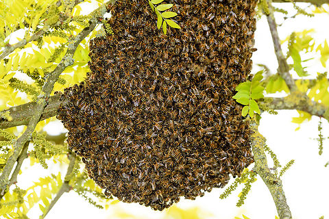 Western Honey Bee Nest, Netherlands A few weeks ago, my friend Barry ringed me to say that right in front of his door, a brand new nest of Honey Bees was spontaneously assembling, asking me if I'm interested in photographing it. 

The queen had decided to pick this particular tree as a great site to nest, which led to a cloud of workers following and clustering into this pretty large nest.

Unfortunately, this was a low tree on a children's playground, so the municipality had to remove it. This was done by a professional bee keeper whom much to our surprise, did so first with light protection only, followed by none at all. 

His first attempt to shake the entire nest into a basket failed, as the basket's contents did not include the queen itself. Without the queen, the nest is not removed, so we learned that day. His second attempt also failed, and at that point I had to go :)
https://www.jungledragon.com/image/80065/western_honey_bee_nest_-_closeup_netherlands.html
https://www.jungledragon.com/image/80063/western_honey_bee_nest_-_closeup_2_netherlands.html Apis mellifera,Heesch,The Netherlands,Western honey bee