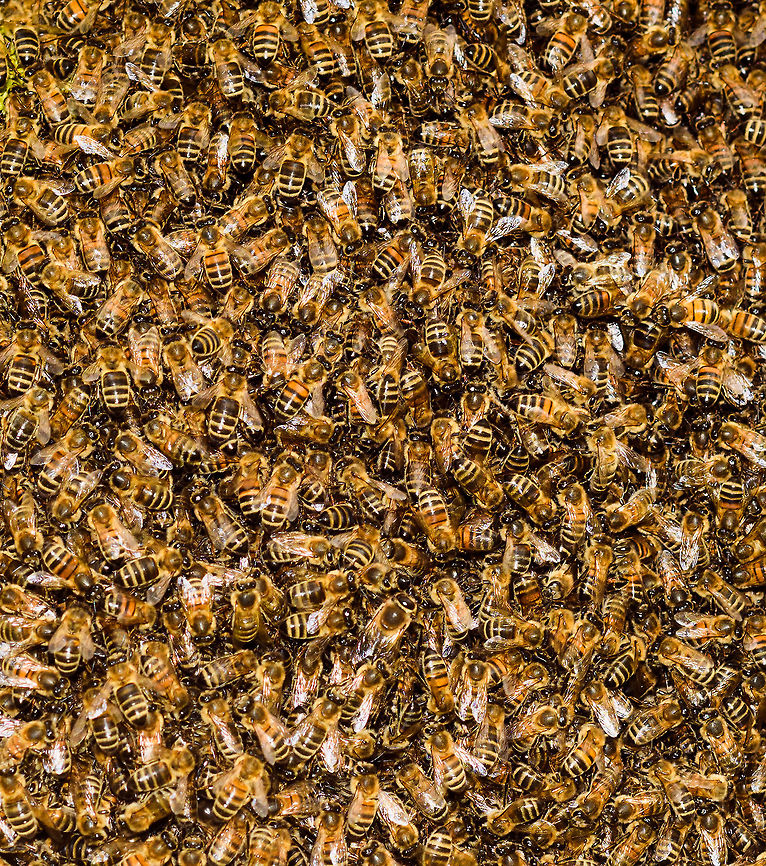Western Honey Bee Nest - closeup, Netherlands A few weeks ago, my friend Barry ringed me to say that right in front of his door, a brand new nest of Honey Bees was spontaneously assembling, asking me if I'm interested in photographing it.<br />
<br />
The queen had decided to pick this particular tree as a great site to nest, which led to a cloud of workers following and clustering into this pretty large nest.<br />
<br />
Unfortunately, this was a low tree on a children's playground, so the municipality had to remove it. This was done by a professional bee keeper whom much to our surprise, did so first with light protection only, followed by none at all.<br />
<br />
His first attempt to shake the entire nest into a basket failed, as the basket's contents did not include the queen itself. Without the queen, the nest is not removed, so we learned that day. His second attempt also failed, and at that point I had to go :) <br />
<figure class="photo"><a href="https://www.jungledragon.com/image/80064/western_honey_bee_nest_netherlands.html" title="Western Honey Bee Nest, Netherlands"><img src="https://s3.amazonaws.com/media.jungledragon.com/images/2/80064_thumb.jpg?AWSAccessKeyId=05GMT0V3GWVNE7GGM1R2&Expires=1759968010&Signature=DdLcdBUnrQiYAJT5UjVVxQSv7Eg%3D" width="200" height="134" alt="Western Honey Bee Nest, Netherlands A few weeks ago, my friend Barry ringed me to say that right in front of his door, a brand new nest of Honey Bees was spontaneously assembling, asking me if I'm interested in photographing it. <br />
<br />
The queen had decided to pick this particular tree as a great site to nest, which led to a cloud of workers following and clustering into this pretty large nest.<br />
<br />
Unfortunately, this was a low tree on a children's playground, so the municipality had to remove it. This was done by a professional bee keeper whom much to our surprise, did so first with light protection only, followed by none at all. <br />
<br />
His first attempt to shake the entire nest into a basket failed, as the basket's contents did not include the queen itself. Without the queen, the nest is not removed, so we learned that day. His second attempt also failed, and at that point I had to go :)<br />
https://www.jungledragon.com/image/80065/western_honey_bee_nest_-_closeup_netherlands.html<br />
https://www.jungledragon.com/image/80063/western_honey_bee_nest_-_closeup_2_netherlands.html Apis mellifera,Heesch,The Netherlands,Western honey bee" /></a></figure><br />
<figure class="photo"><a href="https://www.jungledragon.com/image/80065/western_honey_bee_nest_-_closeup_netherlands.html" title="Western Honey Bee Nest - closeup, Netherlands"><img src="https://s3.amazonaws.com/media.jungledragon.com/images/2/80065_thumb.jpg?AWSAccessKeyId=05GMT0V3GWVNE7GGM1R2&Expires=1759968010&Signature=2uc8UicMZNR8uz9Gpxcw4OTQS1A%3D" width="136" height="152" alt="Western Honey Bee Nest - closeup, Netherlands A few weeks ago, my friend Barry ringed me to say that right in front of his door, a brand new nest of Honey Bees was spontaneously assembling, asking me if I'm interested in photographing it.<br />
<br />
The queen had decided to pick this particular tree as a great site to nest, which led to a cloud of workers following and clustering into this pretty large nest.<br />
<br />
Unfortunately, this was a low tree on a children's playground, so the municipality had to remove it. This was done by a professional bee keeper whom much to our surprise, did so first with light protection only, followed by none at all.<br />
<br />
His first attempt to shake the entire nest into a basket failed, as the basket's contents did not include the queen itself. Without the queen, the nest is not removed, so we learned that day. His second attempt also failed, and at that point I had to go :) <br />
https://www.jungledragon.com/image/80064/western_honey_bee_nest_netherlands.html<br />
https://www.jungledragon.com/image/80065/western_honey_bee_nest_-_closeup_netherlands.html Apis mellifera,Heesch,Western honey bee" /></a></figure> Apis mellifera,Heesch,Western honey bee
