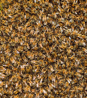 Western Honey Bee Nest - closeup, Netherlands A few weeks ago, my friend Barry ringed me to say that right in front of his door, a brand new nest of Honey Bees was spontaneously assembling, asking me if I'm interested in photographing it.

The queen had decided to pick this particular tree as a great site to nest, which led to a cloud of workers following and clustering into this pretty large nest.

Unfortunately, this was a low tree on a children's playground, so the municipality had to remove it. This was done by a professional bee keeper whom much to our surprise, did so first with light protection only, followed by none at all.

His first attempt to shake the entire nest into a basket failed, as the basket's contents did not include the queen itself. Without the queen, the nest is not removed, so we learned that day. His second attempt also failed, and at that point I had to go :) 
https://www.jungledragon.com/image/80064/western_honey_bee_nest_netherlands.html
https://www.jungledragon.com/image/80065/western_honey_bee_nest_-_closeup_netherlands.html Apis mellifera,Heesch,Western honey bee