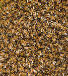 Western Honey Bee Nest - closeup, Netherlands A few weeks ago, my friend Barry ringed me to say that right in front of his door, a brand new nest of Honey Bees was spontaneously assembling, asking me if I'm interested in photographing it.<br />
<br />
The queen had decided to pick this particular tree as a great site to nest, which led to a cloud of workers following and clustering into this pretty large nest.<br />
<br />
Unfortunately, this was a low tree on a children's playground, so the municipality had to remove it. This was done by a professional bee keeper whom much to our surprise, did so first with light protection only, followed by none at all.<br />
<br />
His first attempt to shake the entire nest into a basket failed, as the basket's contents did not include the queen itself. Without the queen, the nest is not removed, so we learned that day. His second attempt also failed, and at that point I had to go :) <br />
https://www.jungledragon.com/image/80064/western_honey_bee_nest_netherlands.html<br />
https://www.jungledragon.com/image/80065/western_honey_bee_nest_-_closeup_netherlands.html Apis mellifera,Heesch,Western honey bee