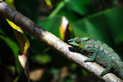 Panther Chameleon pre-feeding This moment is one second before this Panther chameleon rocket-launches its lengthy tongue to fetch a cricket. Furcifer pardalis,Geotagged,Madagascar,Panther chameleon,Pyreras Reserve