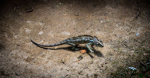 Blue Panther chameleon moving on ground  Furcifer pardalis,Madagascar,Panther chameleon,Pyreras Reserve
