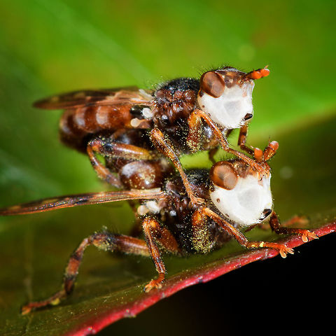 Pale-faced Myopinae- closeup, Heesch, Netherlands Henriette pointed out these pale-faced fly-like insects mating on a leaf in our garden. They look pretty bizarre to me, can't say I've seen them before. Will try to reach out for help to get them identified.
https://www.jungledragon.com/image/80271/pale-faced_diptera_heesch_netherlands.html Europe,Heesch,Myopa buccata,Netherlands,World,the Netherlands